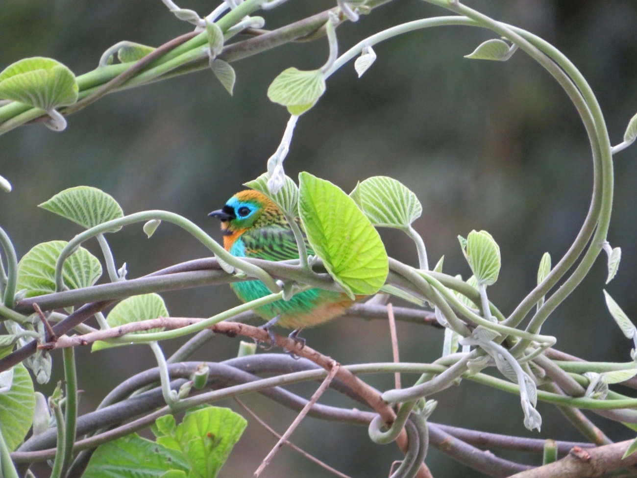 Saíra-lagarta (Tangara desmaresti), aves, fotografado em Maresias, São Sebastião