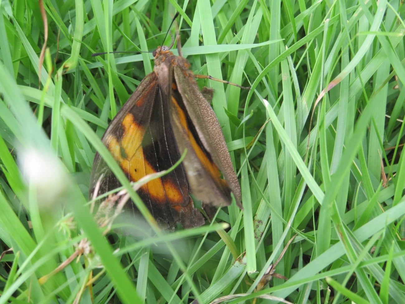 Lagarta-do-coqueiro (Brassolis sophorae), insetos, fotografado em Maresias, São Sebastião