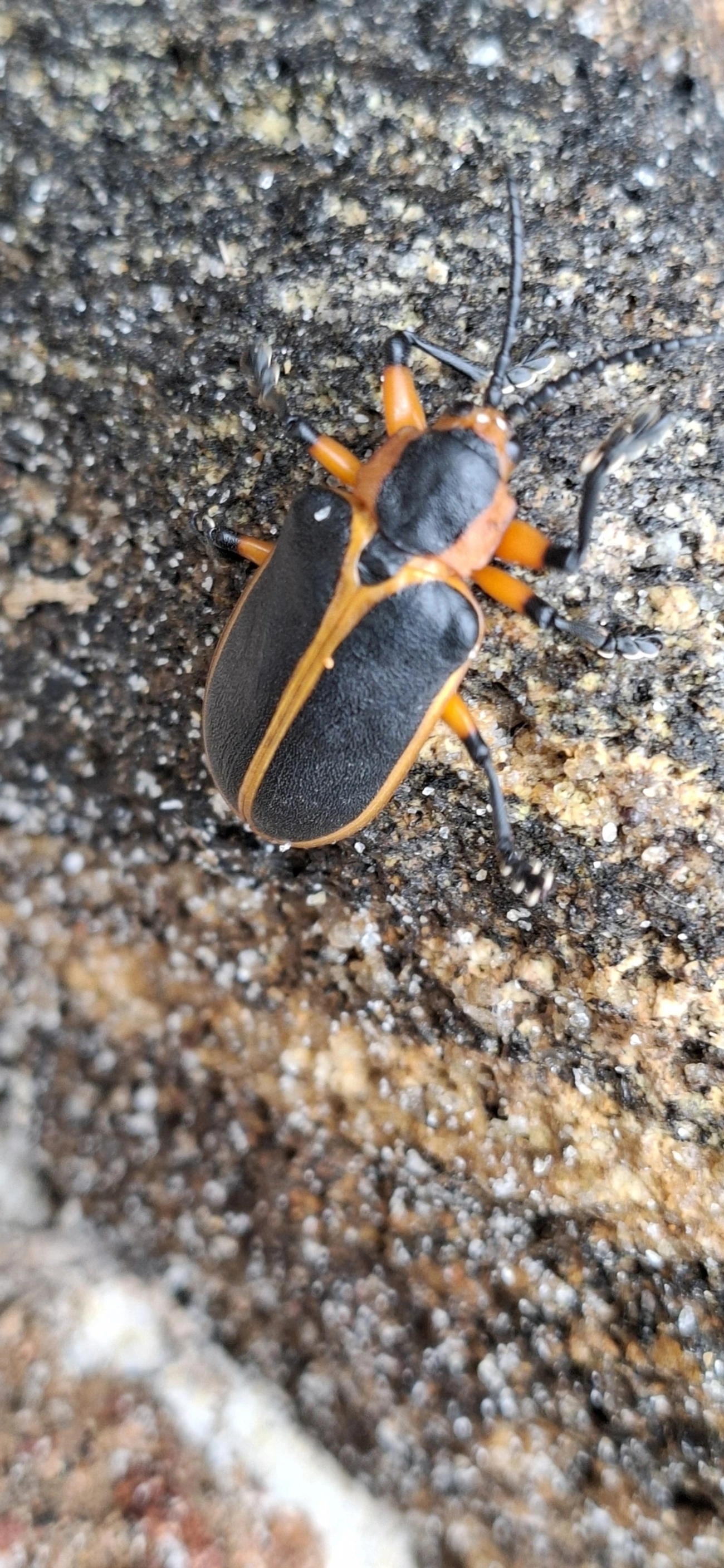 Mecistomela marginata, insetos, fotografado em Maresias, São Sebastião
