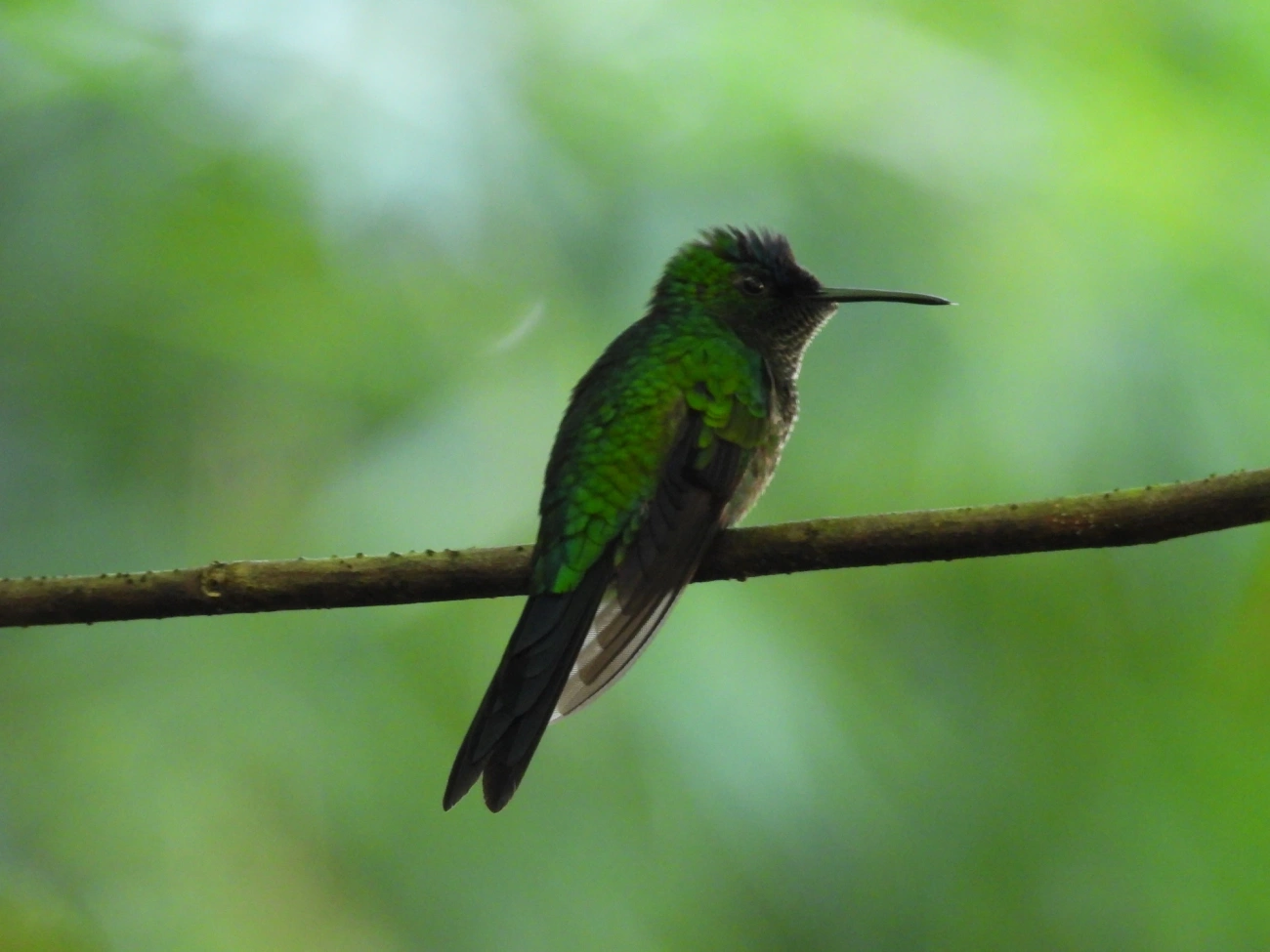 Beija-flor-de-fronte-violeta (Thalurania glaucopis), aves, fotografado em Resende