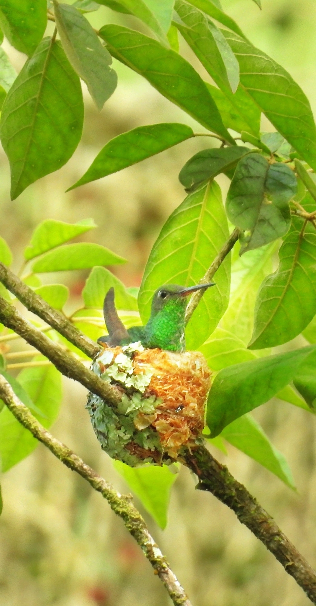 Beija-flor-de-garganta-verde (Chionomesa fimbriata), aves, fotografado em Maresias, São Sebastião