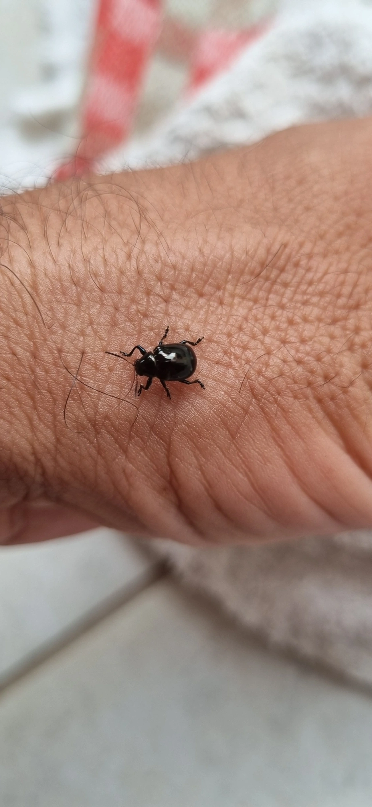 Typophorus, insetos, fotografado em Maresias, São Sebastião