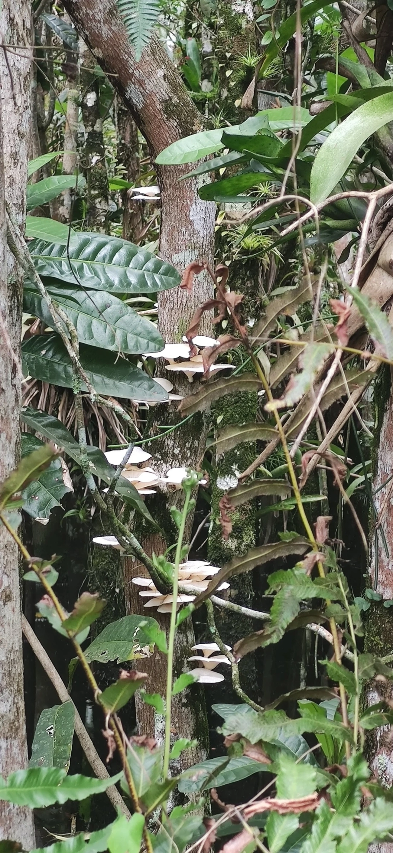 Orelha-de-pau (Favolus brasiliensis), fungos, fotografado em Maresias, São Sebastião