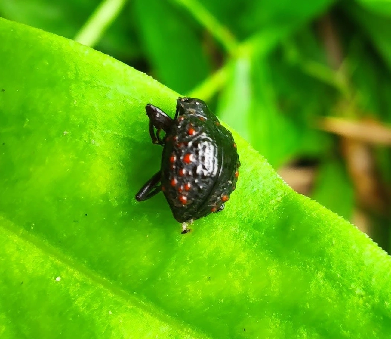 Xenius corallifer, insetos, fotografado em Maresias, São Sebastião
