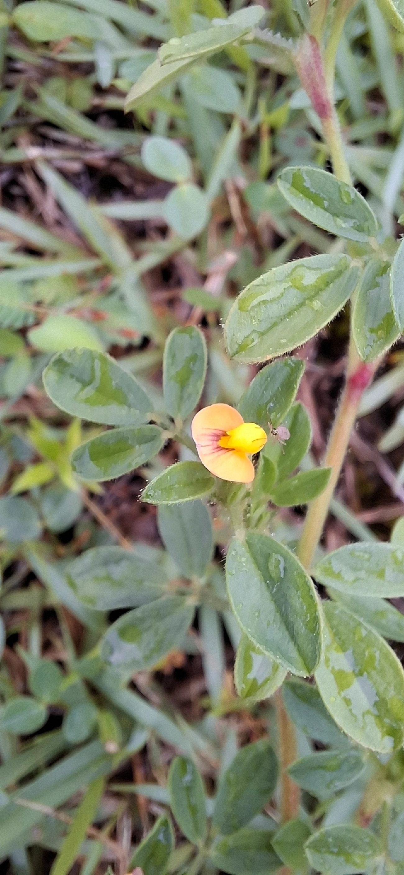 Stylosanthes, plantas, fotografado em Maresias, São Sebastião