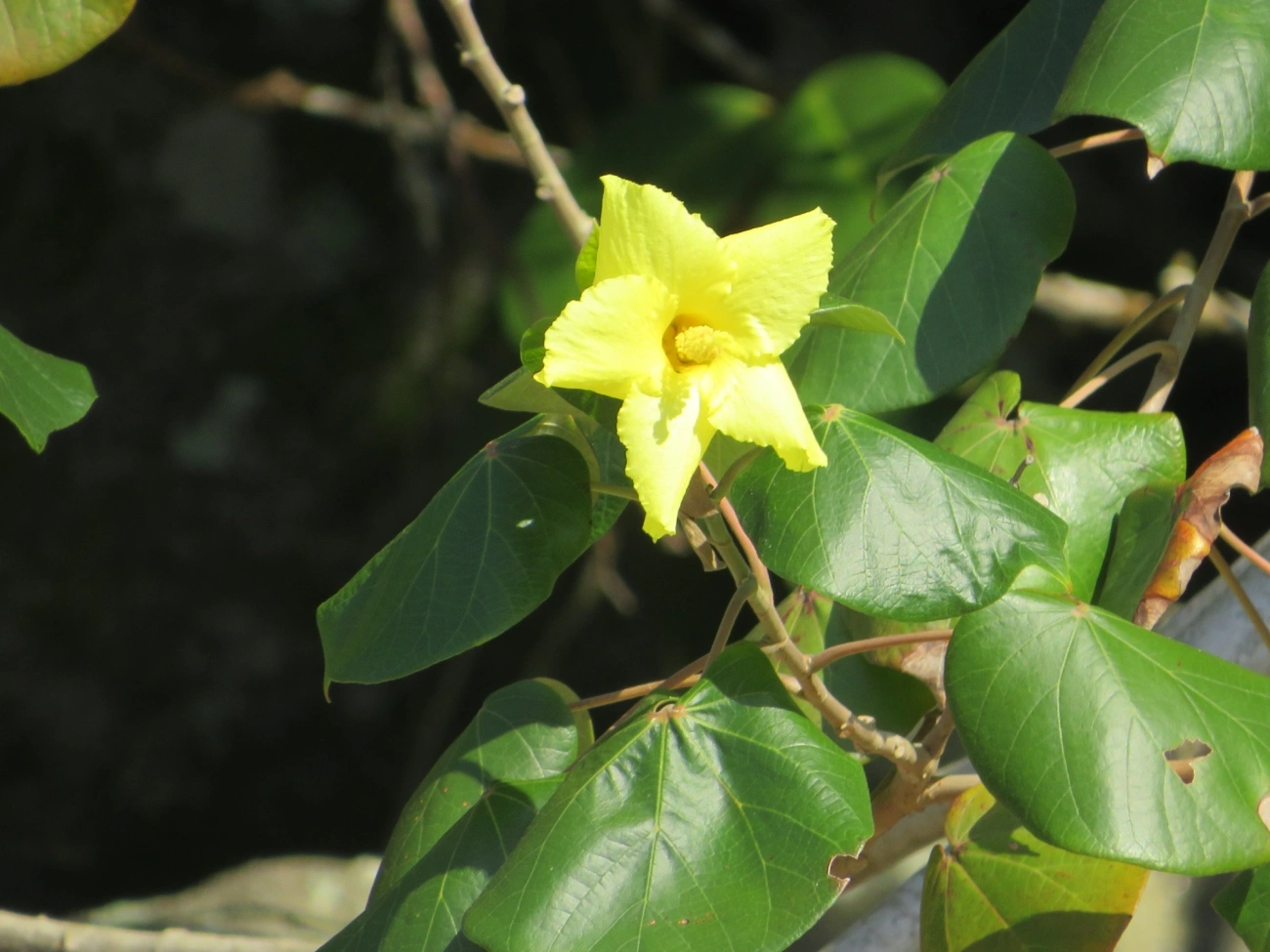 Algodoeiro-da-praia (Hibiscus tiliaceus), plantas, fotografado em Maresias, São Sebastião