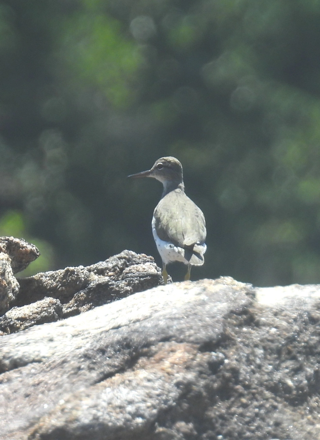 Maçarico-pintado (Actitis macularius), aves, fotografado em Maresias, São Sebastião