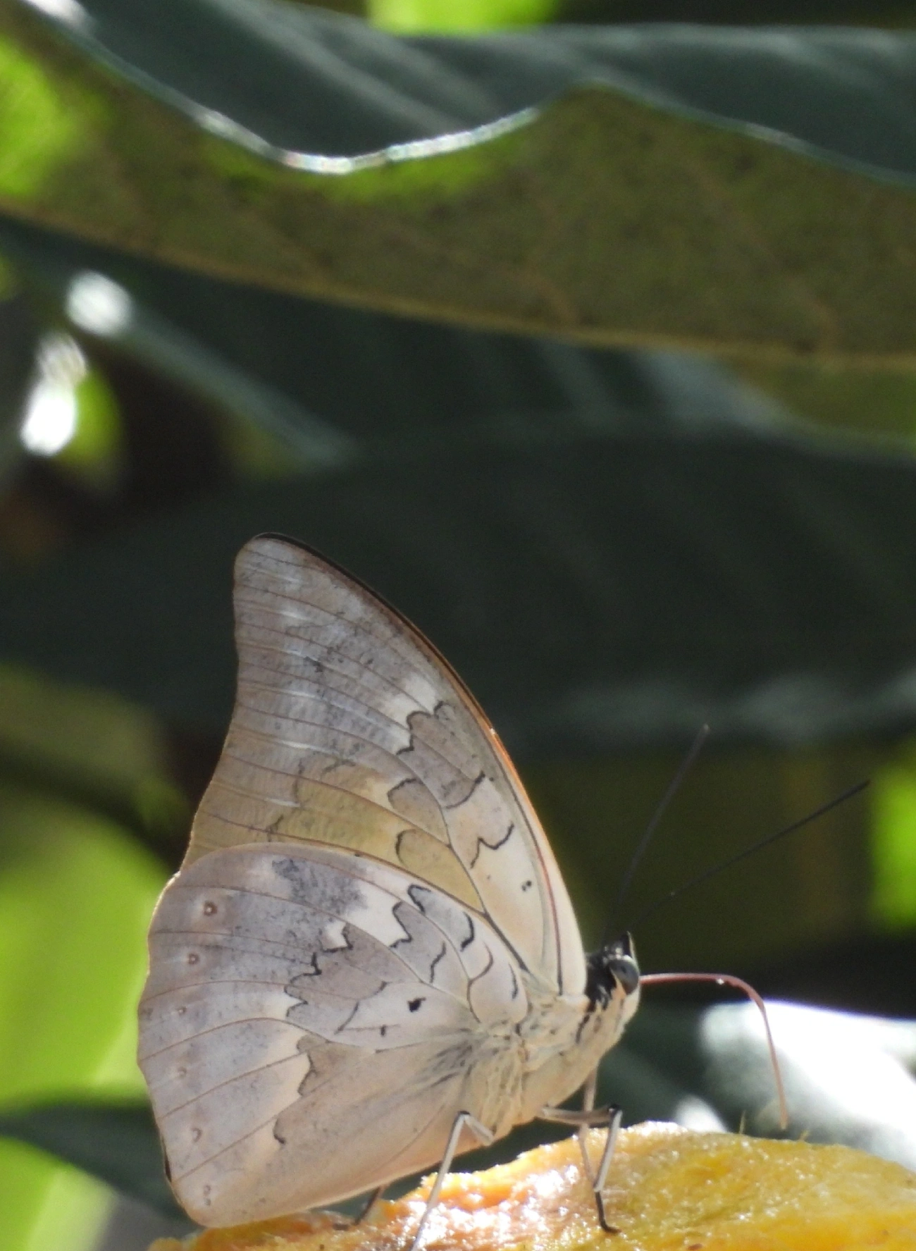Prepona-de-duas-manchas (Archaeoprepona demophoon), insetos, fotografado em Maresias, São Sebastião