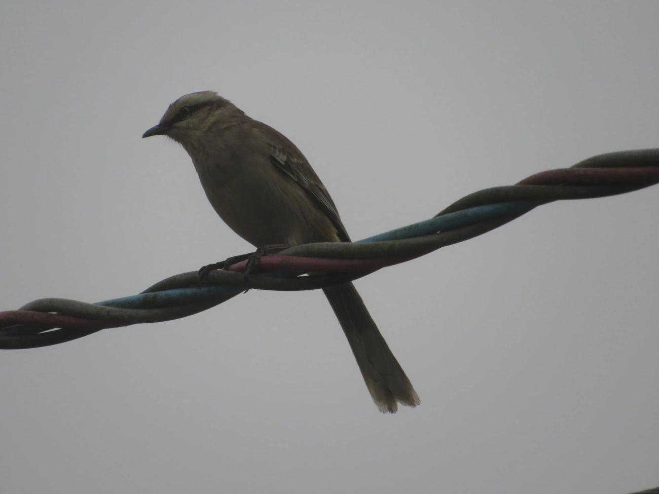 Sabiá-do-campo (Mimus saturninus), aves, fotografado em Maresias, São Sebastião