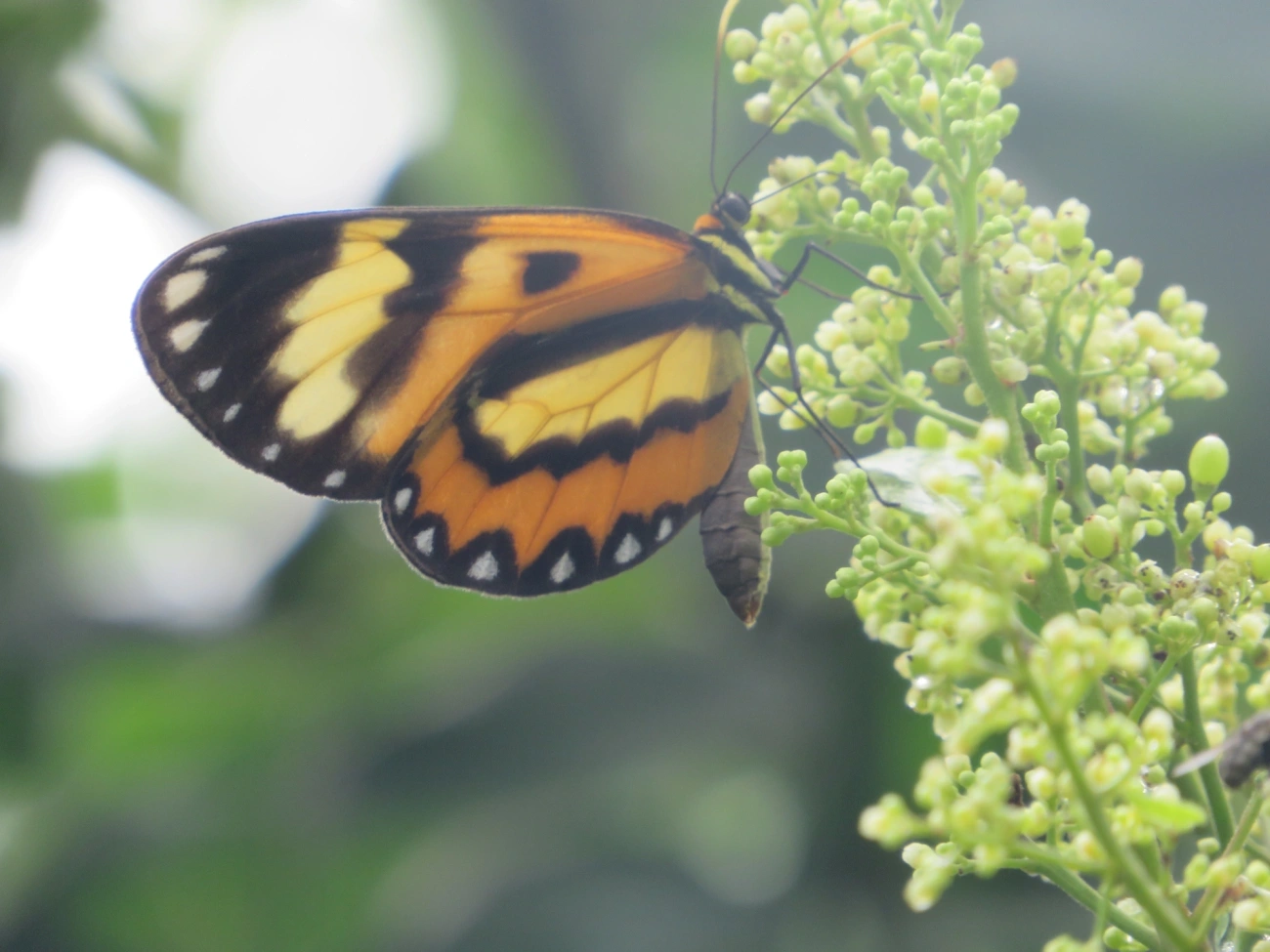 Borboleta-vidro (Pagyris euryanassa), insetos, fotografado em Maresias, São Sebastião