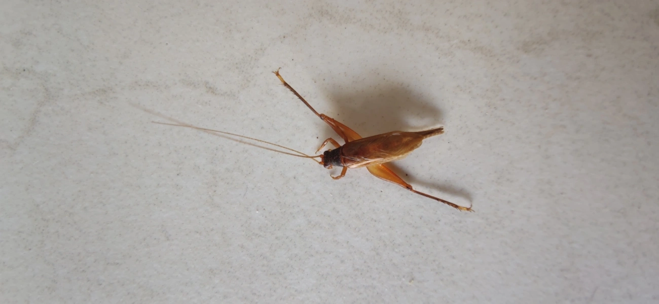 Grilos (Grylloidea), insetos, fotografado em Maresias, São Sebastião