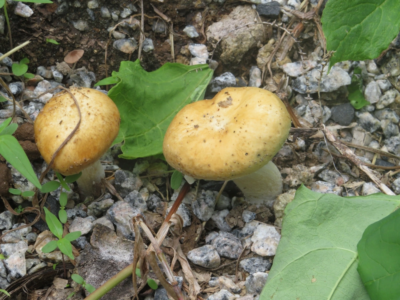 Cogumelos Lamelados (Agaricales), fungos, fotografado em Maresias, São Sebastião