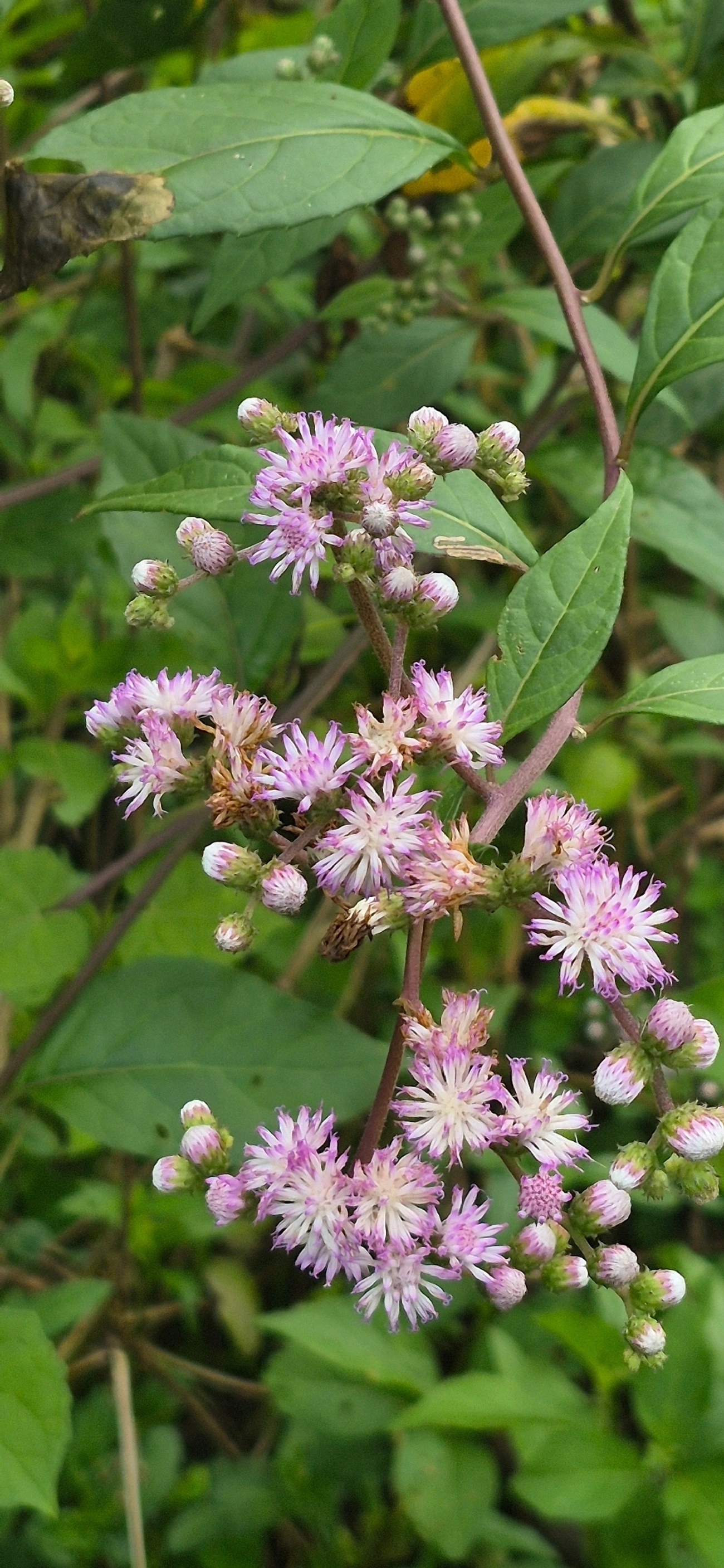 Erva-de-são-Simão (Cyrtocymura scorpioides), plantas, fotografado em Camburí, São Sebastião
