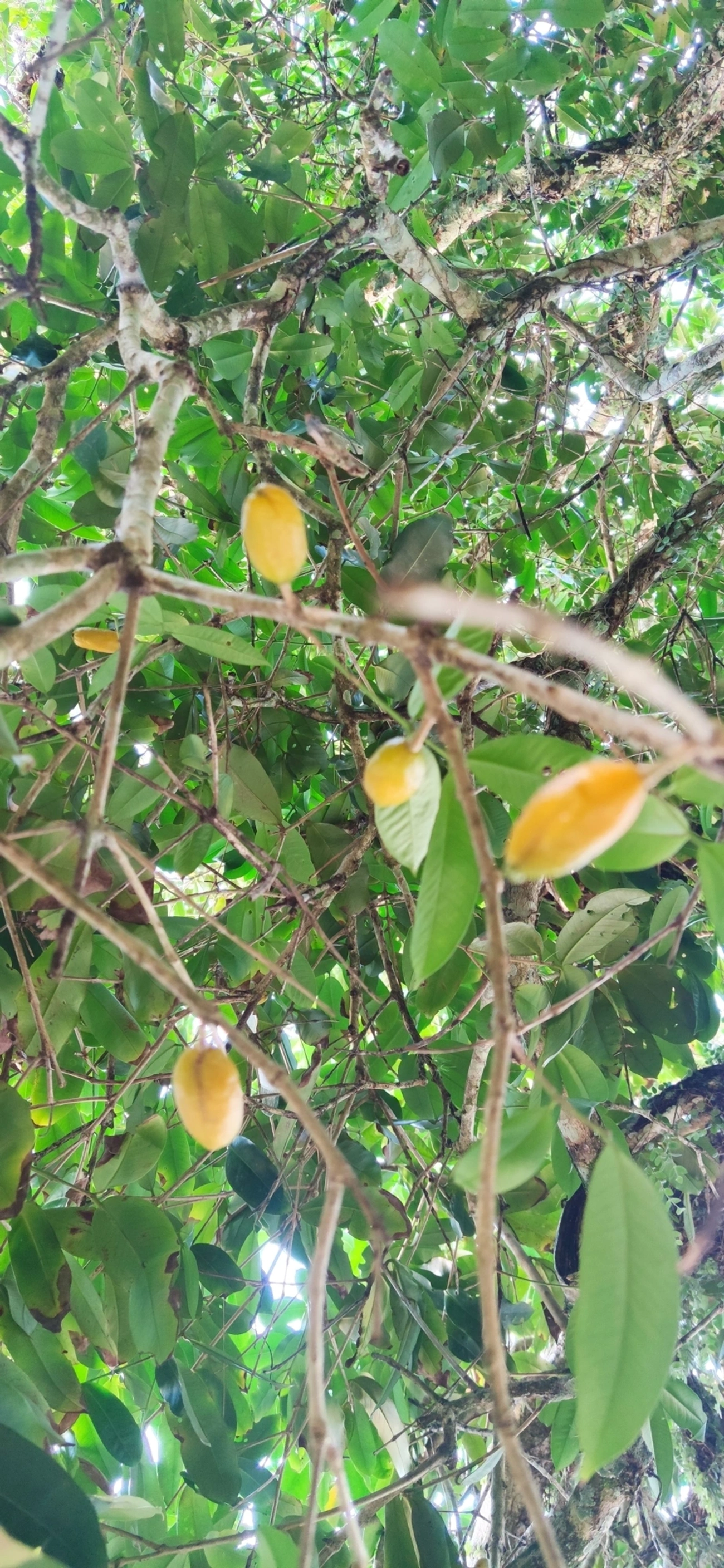 Pitangas (Eugenia), plantas, fotografado em Caraguatatuba