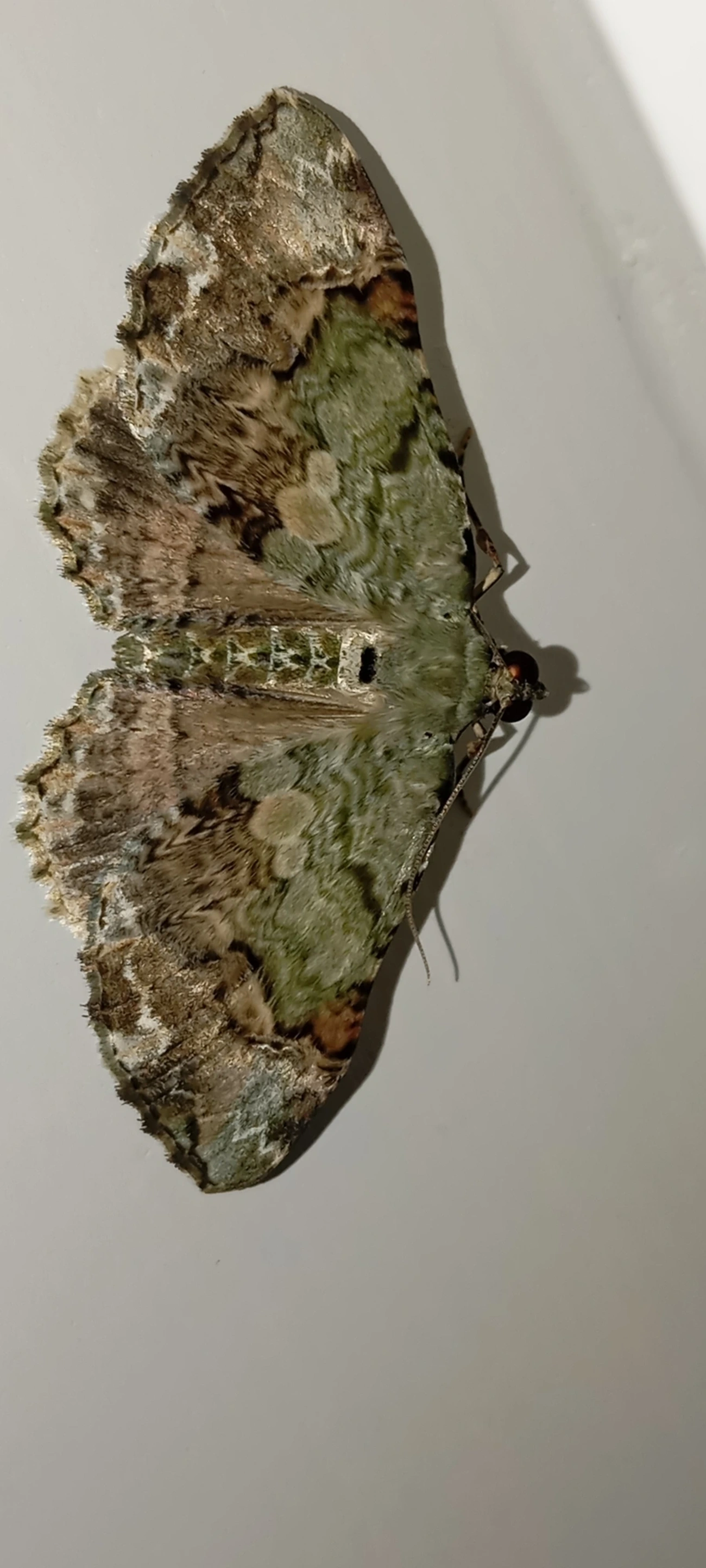 Borboletas e traças (Lepidoptera), insetos, fotografado em Maresias, São Sebastião