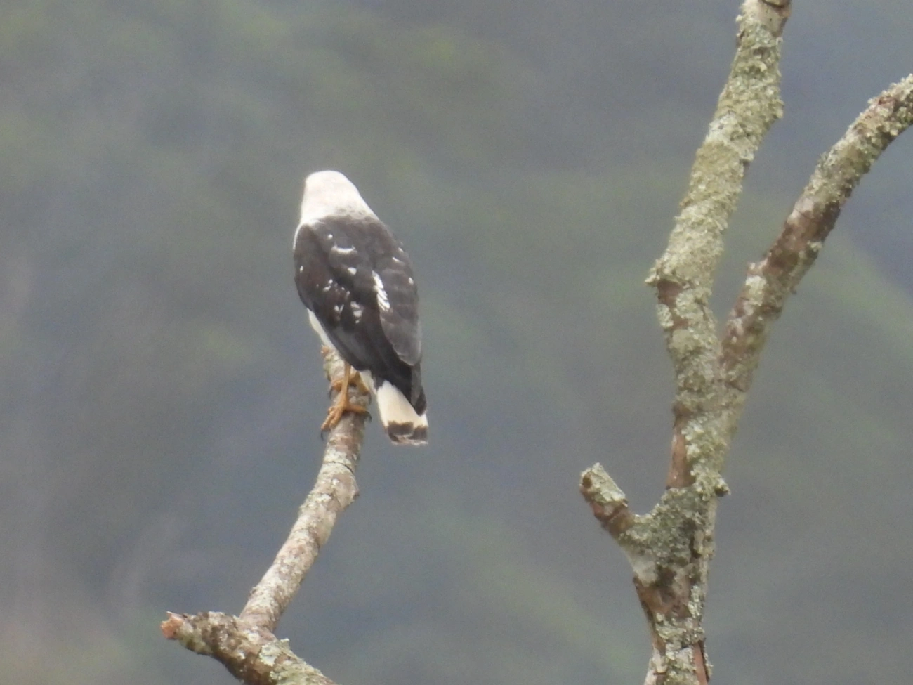 Gavião-pombo-pequeno (Buteogallus lacernulatus), aves, fotografado em Maresias, São Sebastião