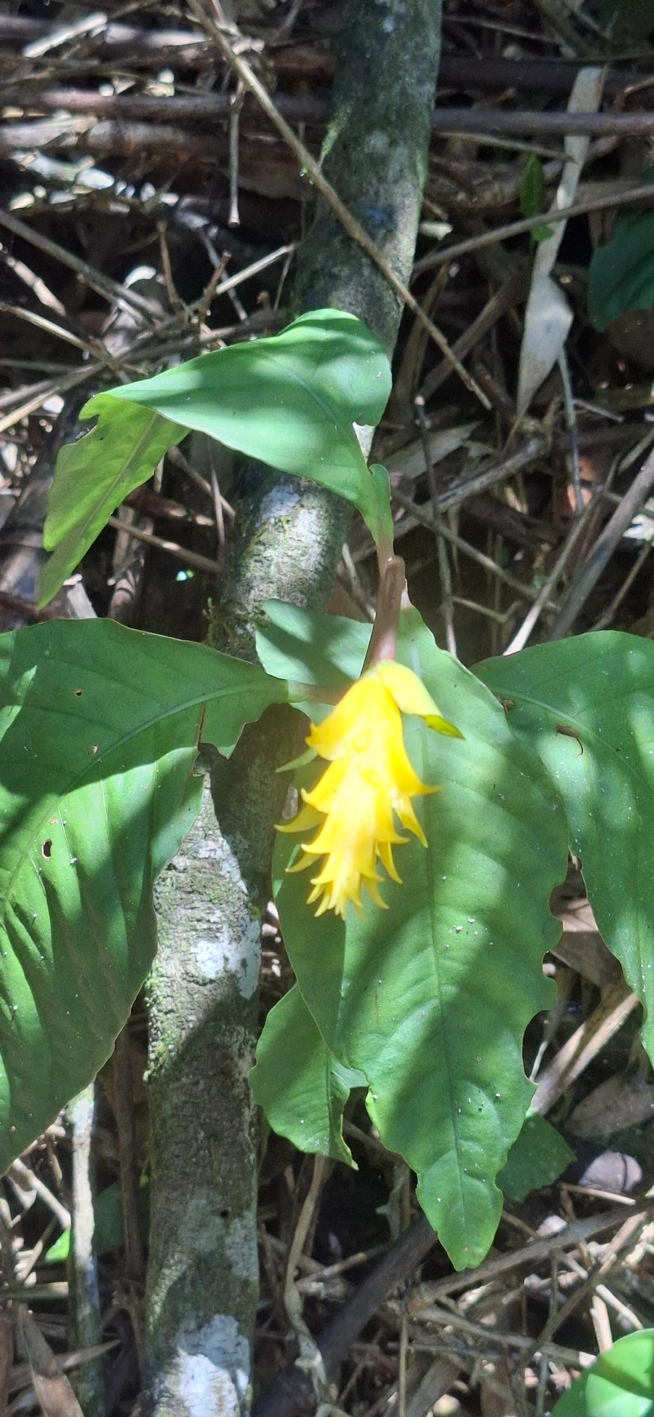 Aphelandra, plantas, fotografado em Queluz