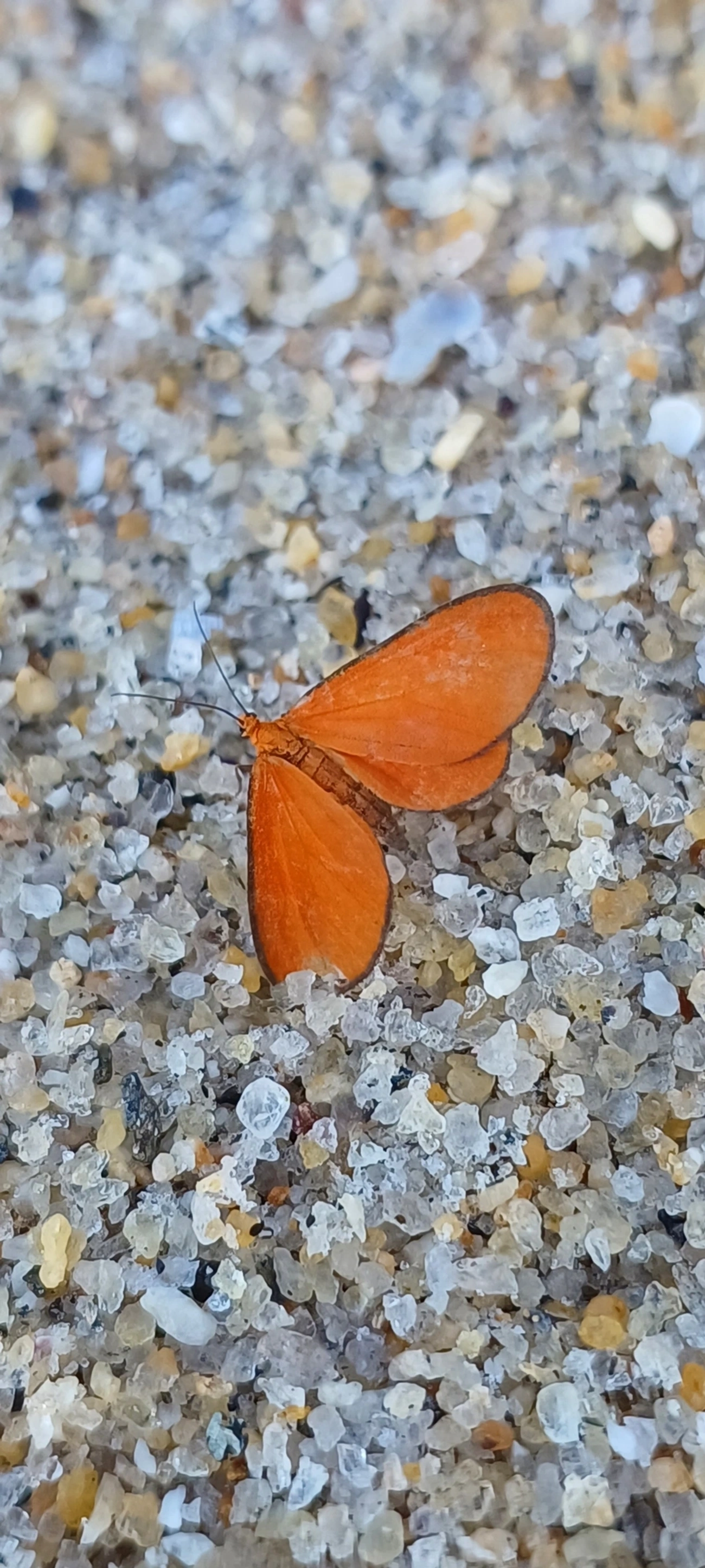 Eudulophasia, insetos, fotografado em Maresias, São Sebastião
