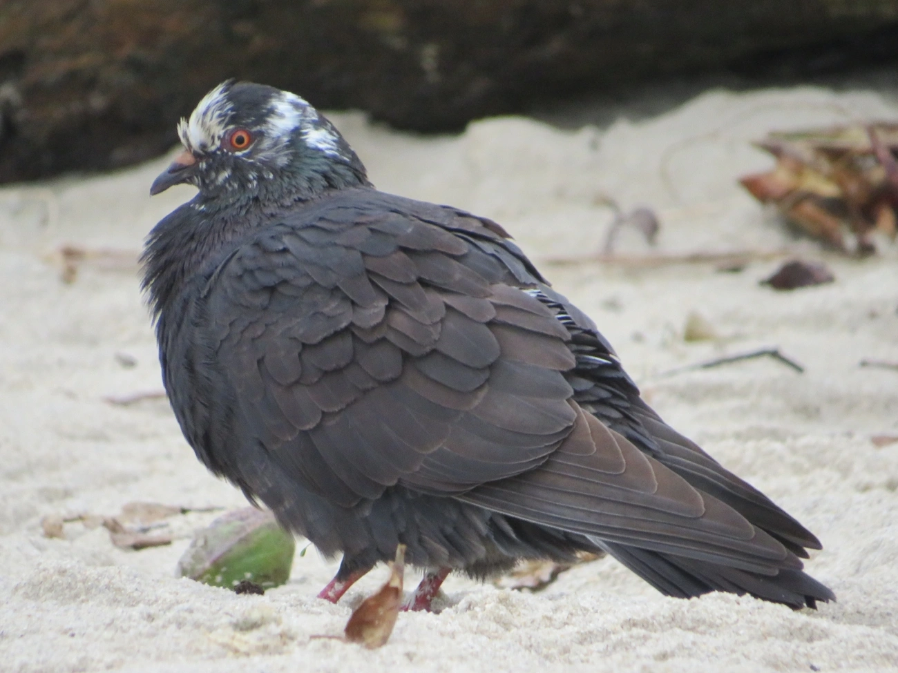 Pombo-doméstico (Columba livia domestica), aves, fotografado em Maresias, São Sebastião