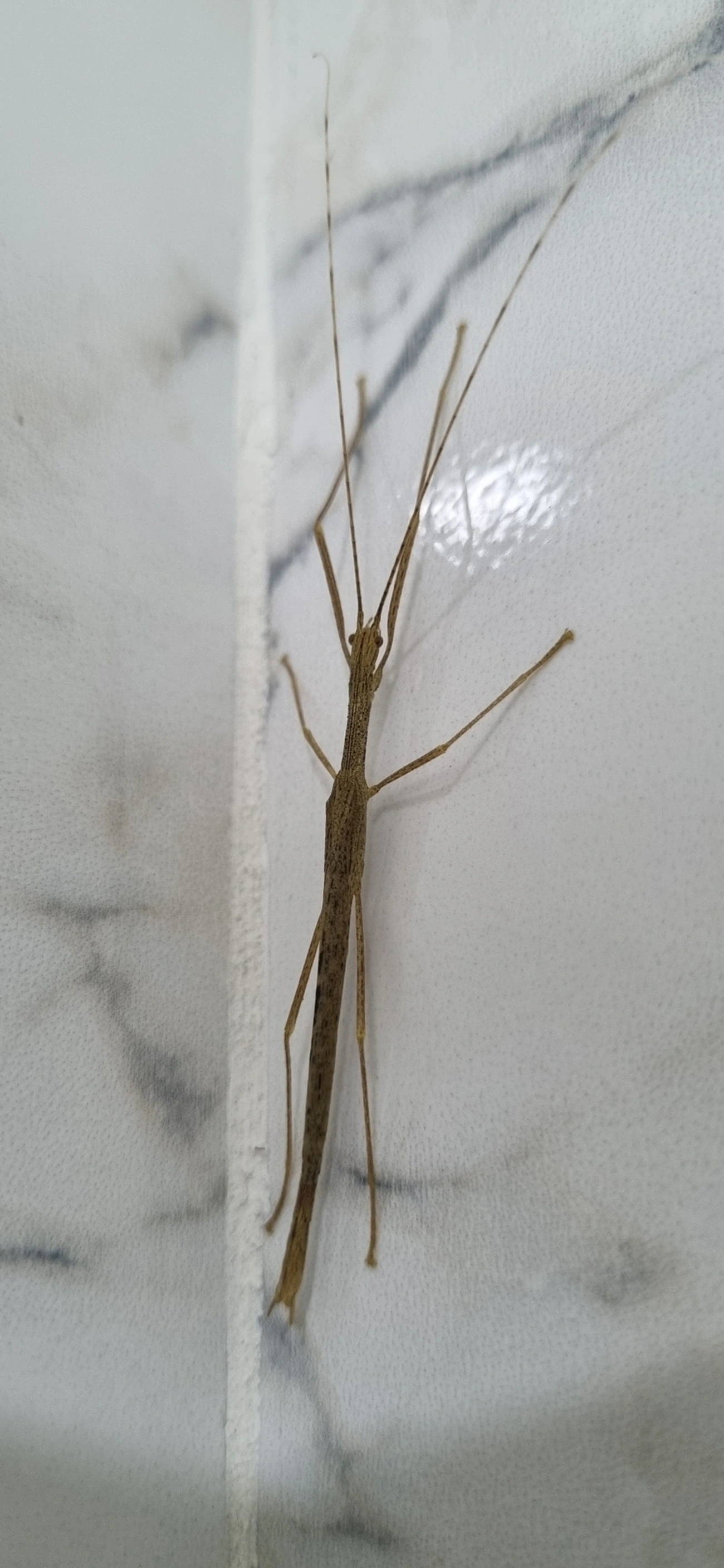 Bicho-pau (Metriophasma pericles), insetos, fotografado em Maresias, São Sebastião
