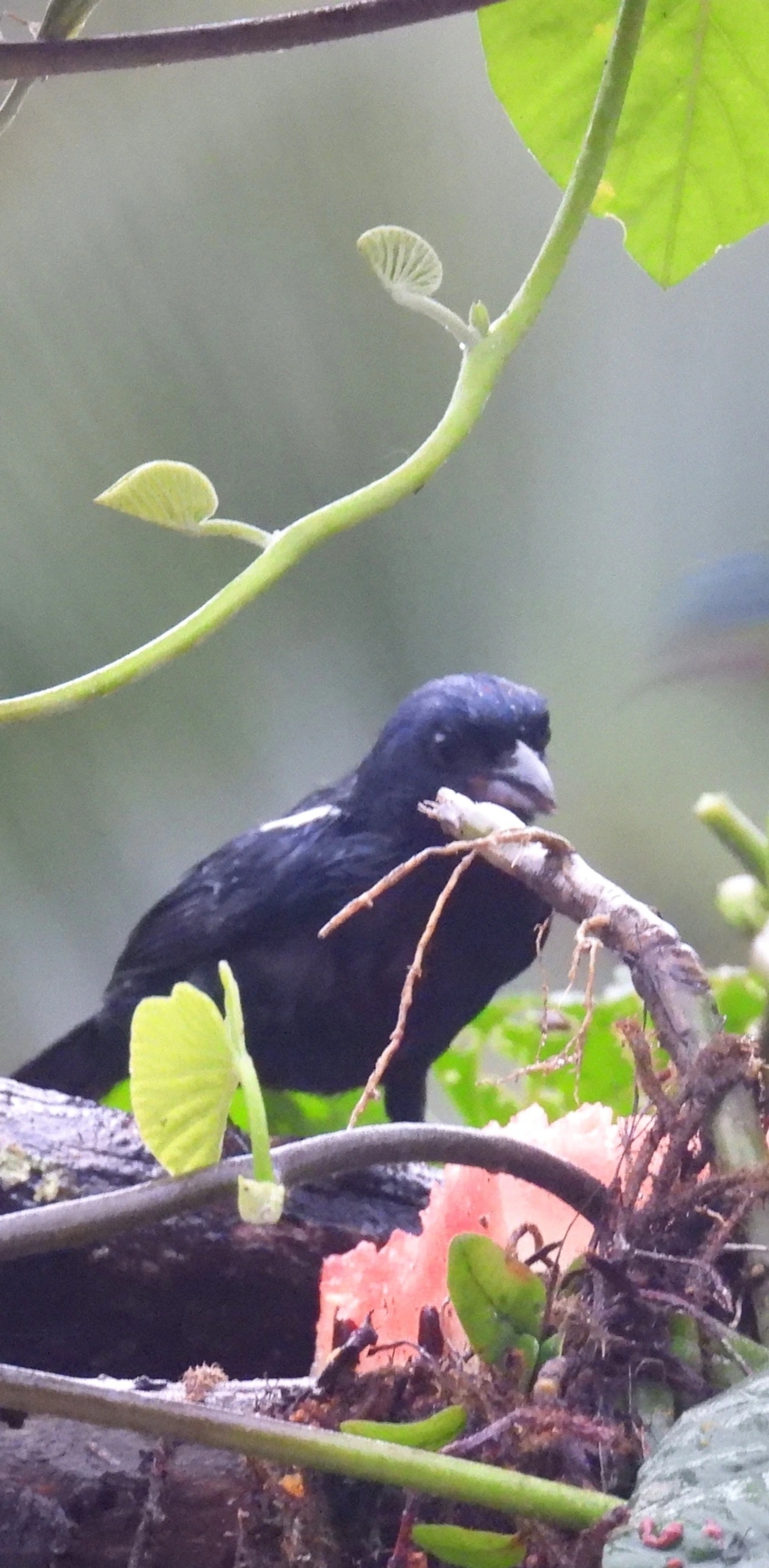 Tiê-preto (Tachyphonus coronatus), aves, fotografado em Maresias, São Sebastião