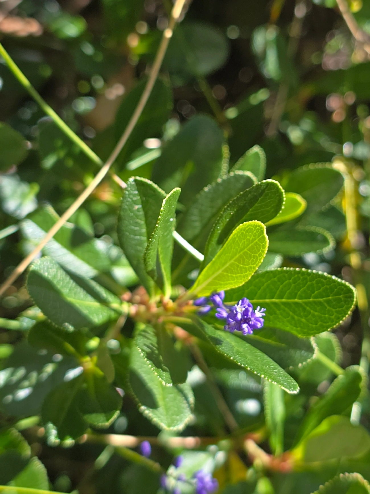 Dicotiledóneas (Magnoliopsida), plantas, fotografado em Engenheiro Passos