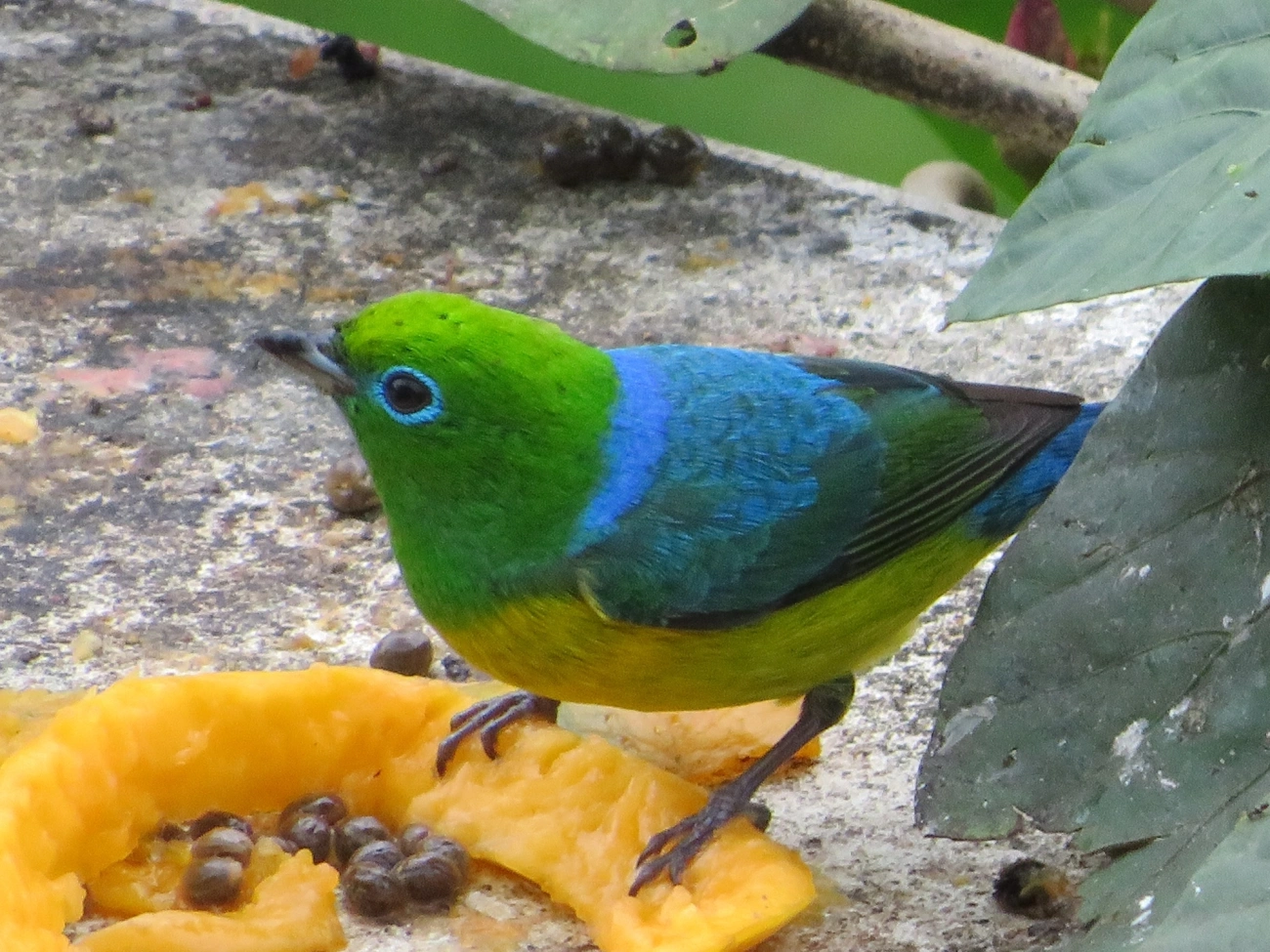 Gaturamo-bandeira (Chlorophonia cyanea), aves, fotografado em Maresias, São Sebastião