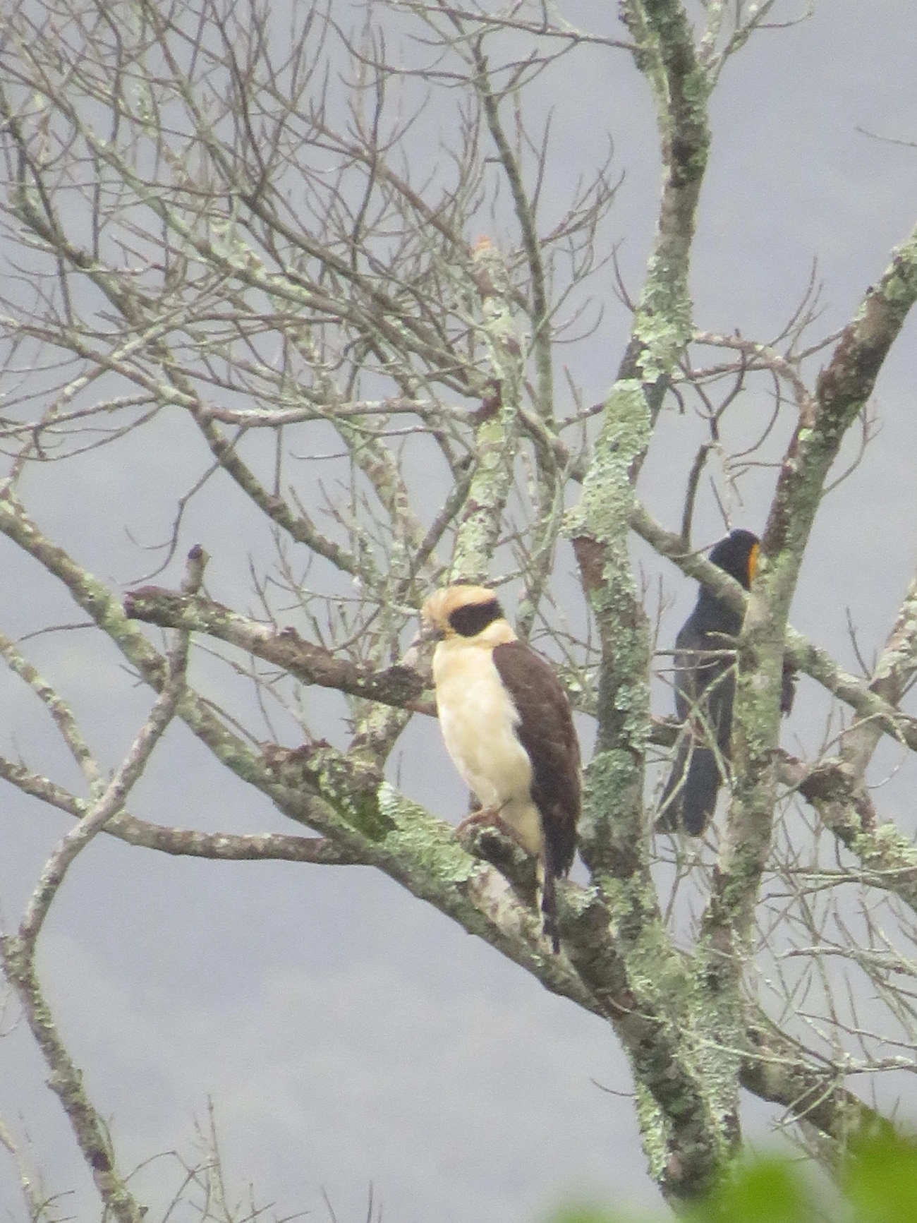 Acauã (Herpetotheres cachinnans), aves, fotografado em Maresias, São Sebastião