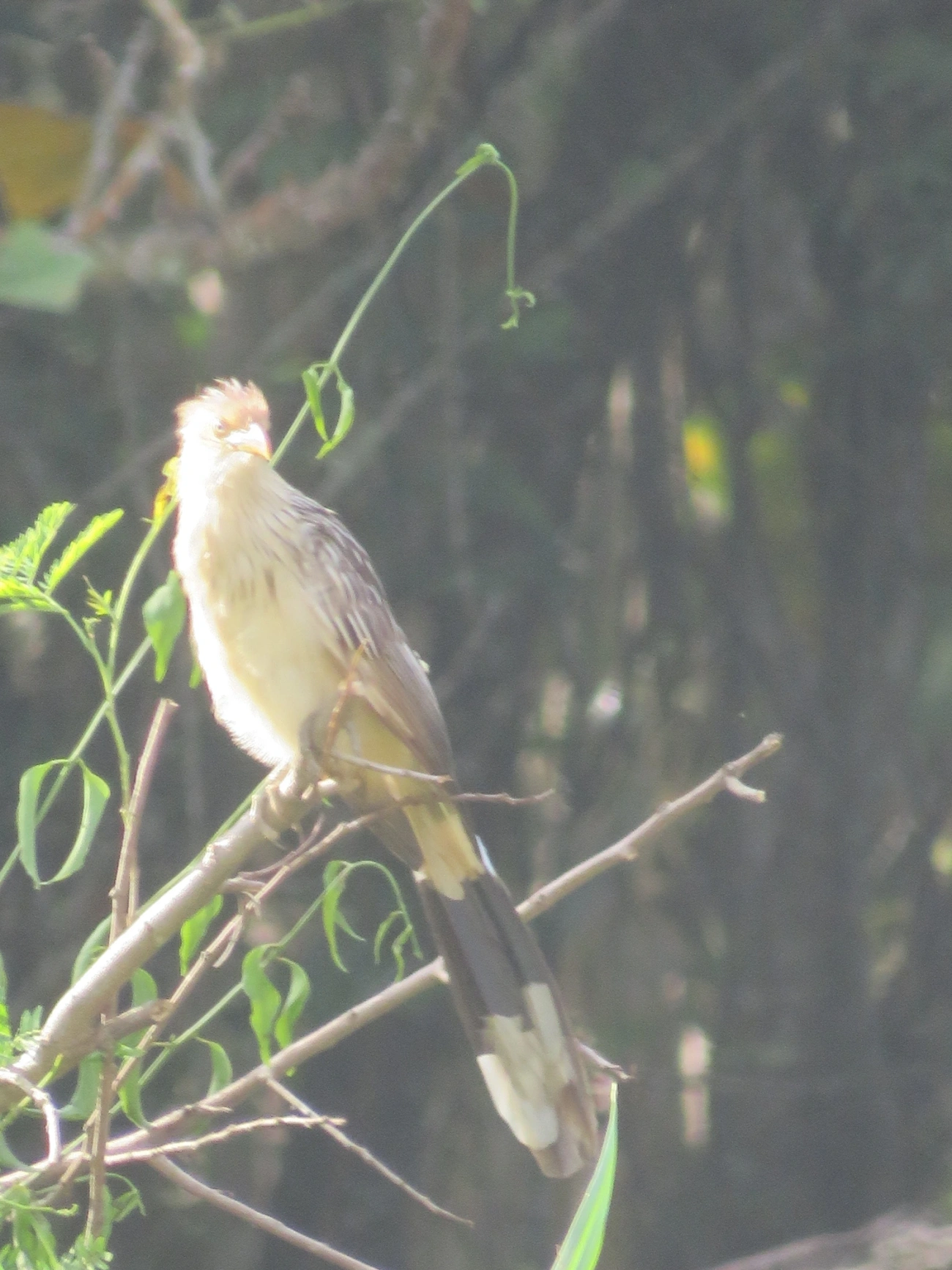Anu-branco (Guira guira), aves, fotografado em Maresias, São Sebastião