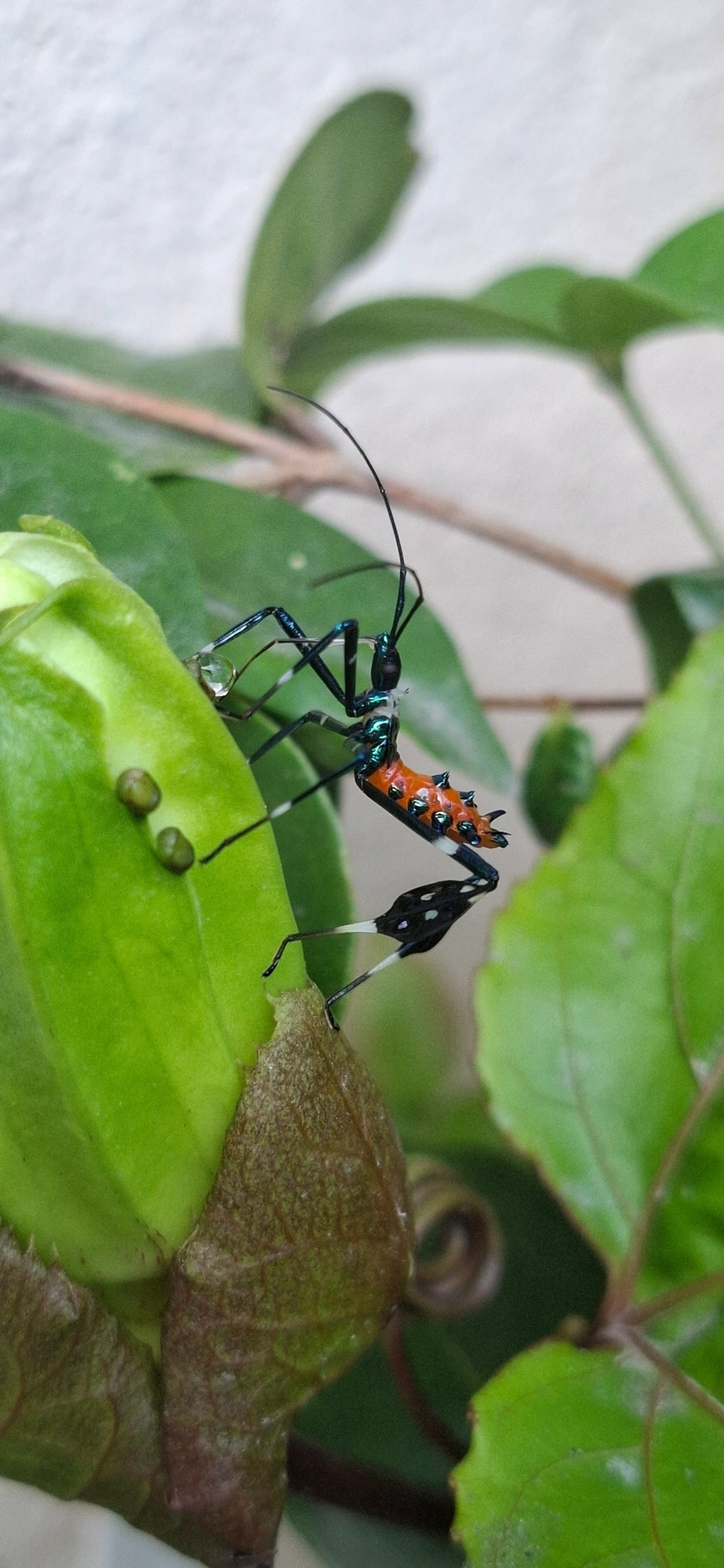 Percevejo-do-maracujá (Diactor bilineatus), insetos, fotografado em Maresias, São Sebastião