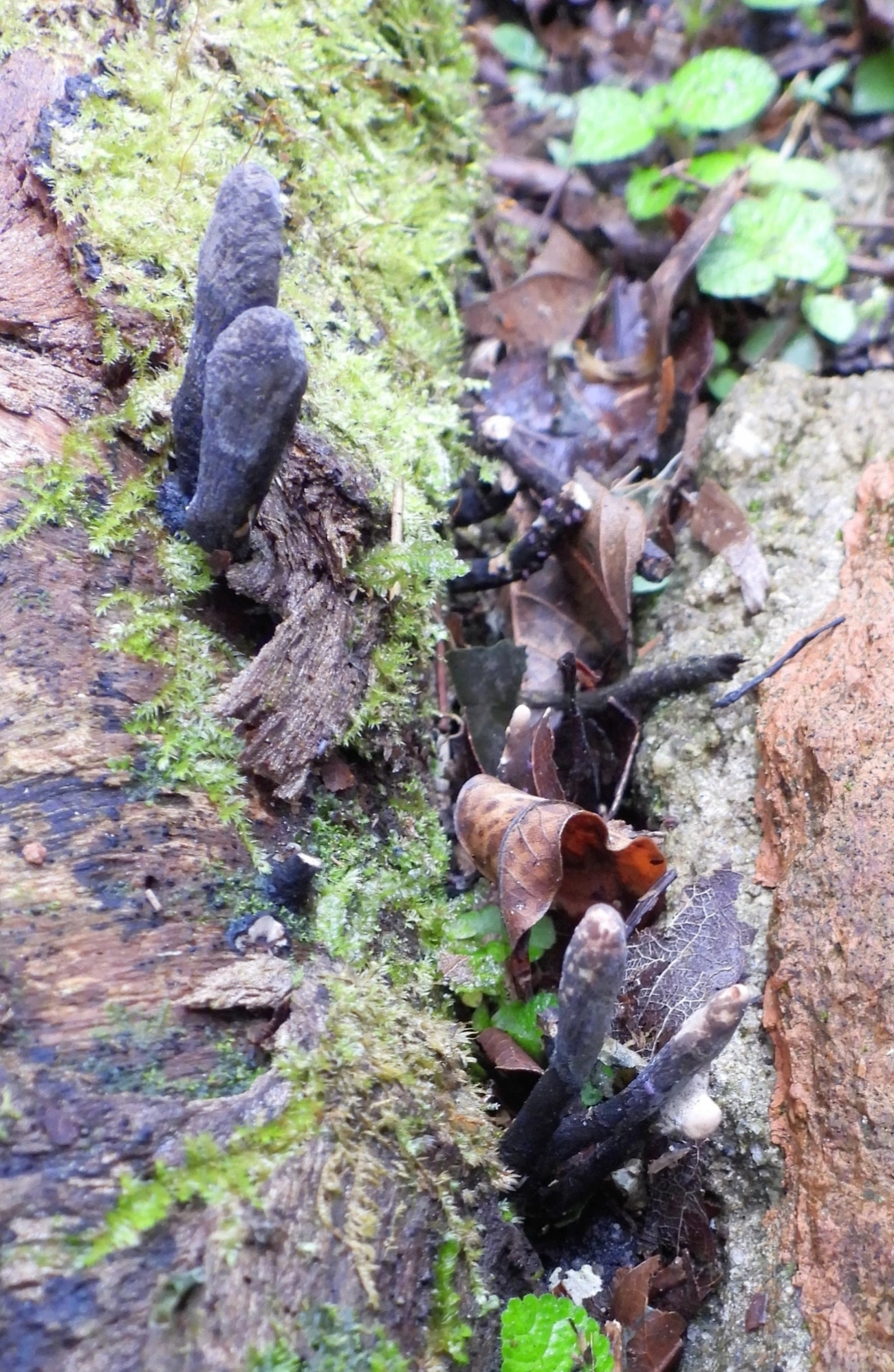 Xylaria longipes, fungos, fotografado em Maresias, São Sebastião