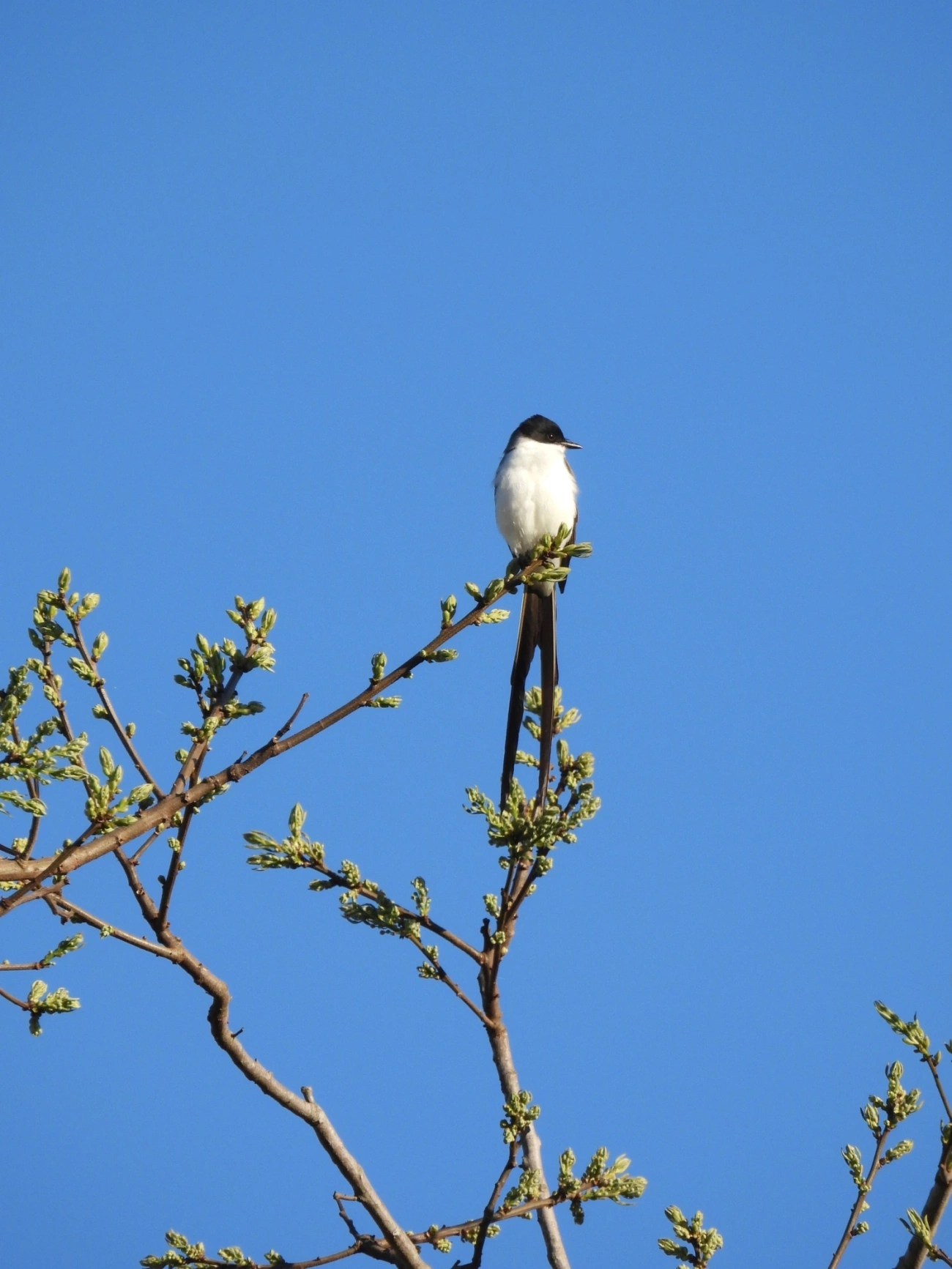 Tesourinha (Tyrannus savana), aves, fotografado em Cunha