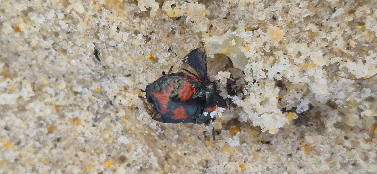 Augocoris illustris, insetos, fotografado em Maresias, São Sebastião