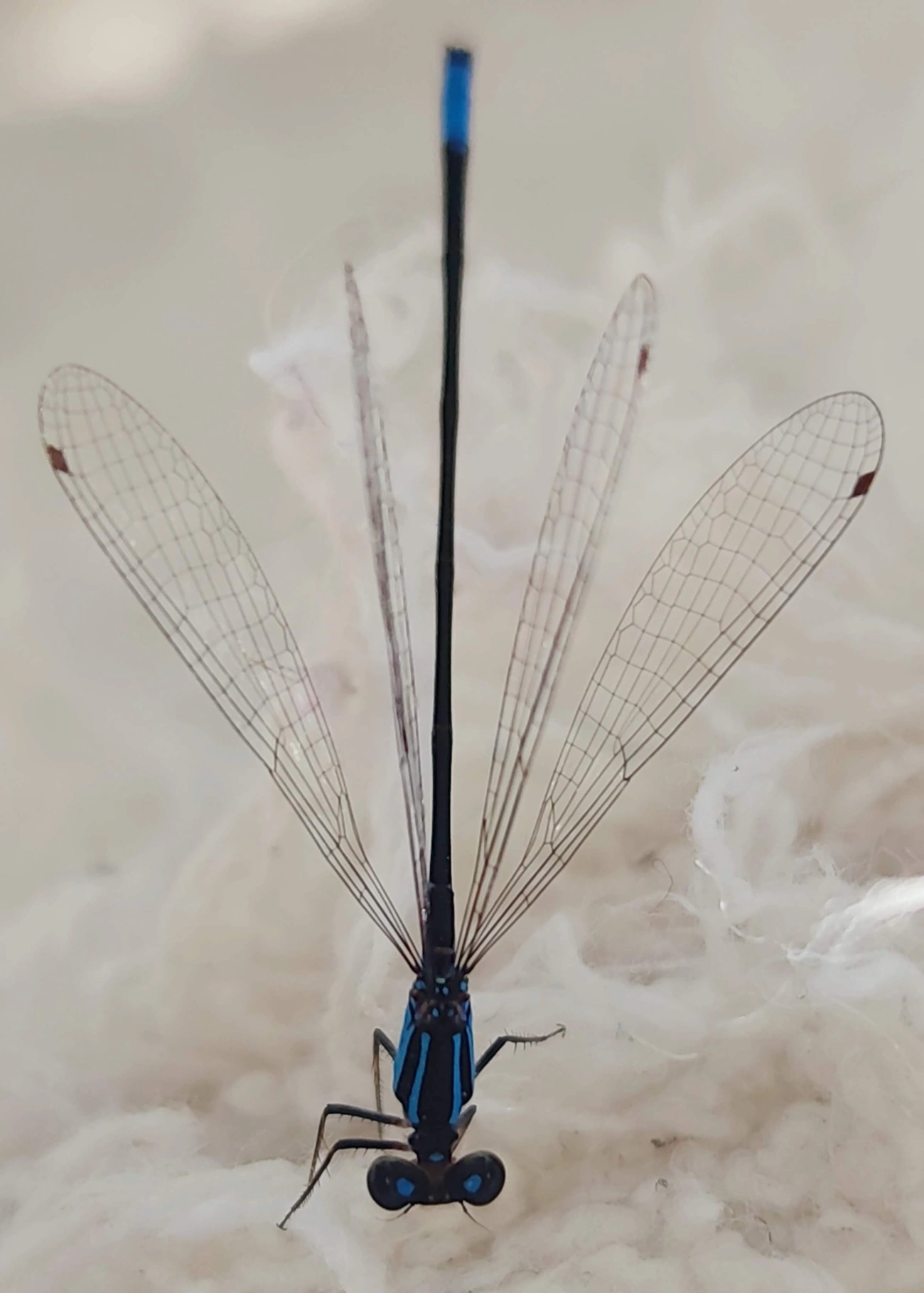Coenagrionidae, insetos, fotografado em Maresias, São Sebastião