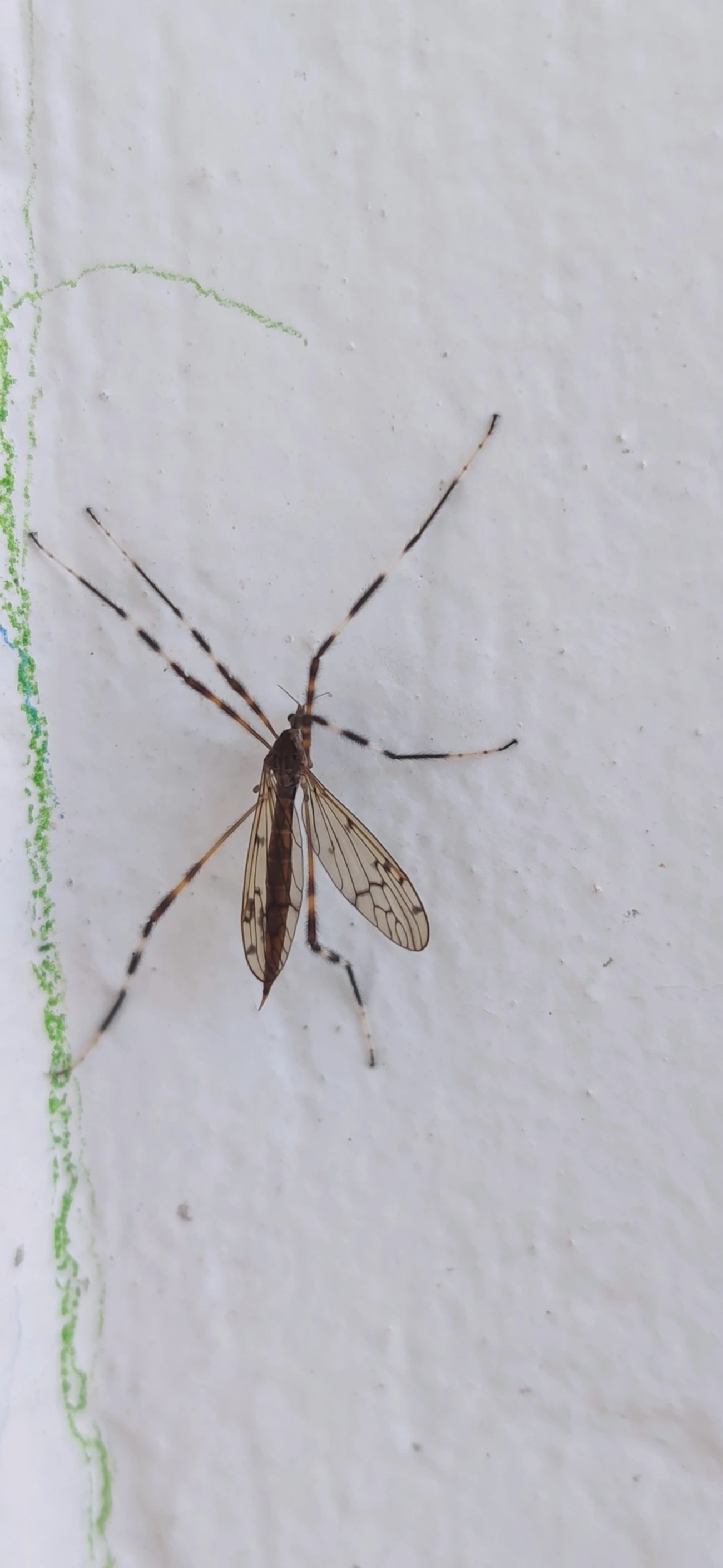 Lecteria bicornuta, insetos, fotografado em Maresias, São Sebastião