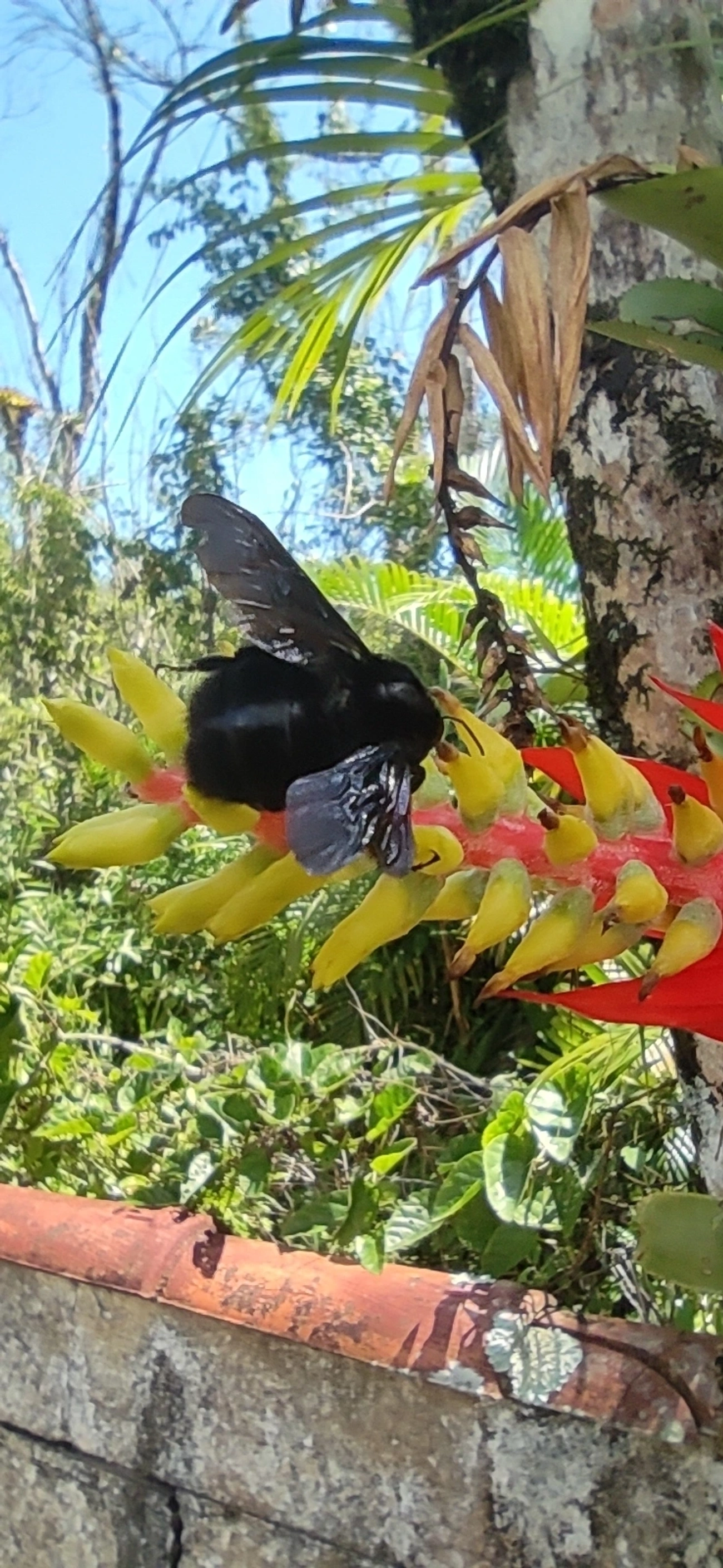 Thoracobombus, insetos, fotografado em Maresias, São Sebastião