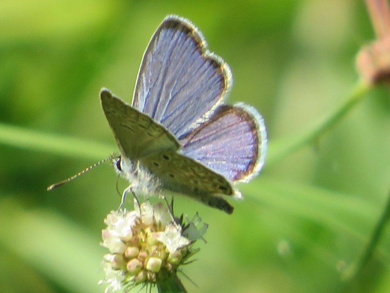 Borboleta-azulzinha-do-trevo (Hemiargus hanno), insetos, fotografado em Maresias, São Sebastião