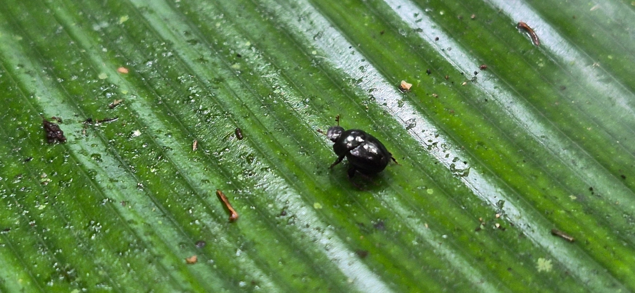 Canthidium, insetos, fotografado em Camburí, São Sebastião
