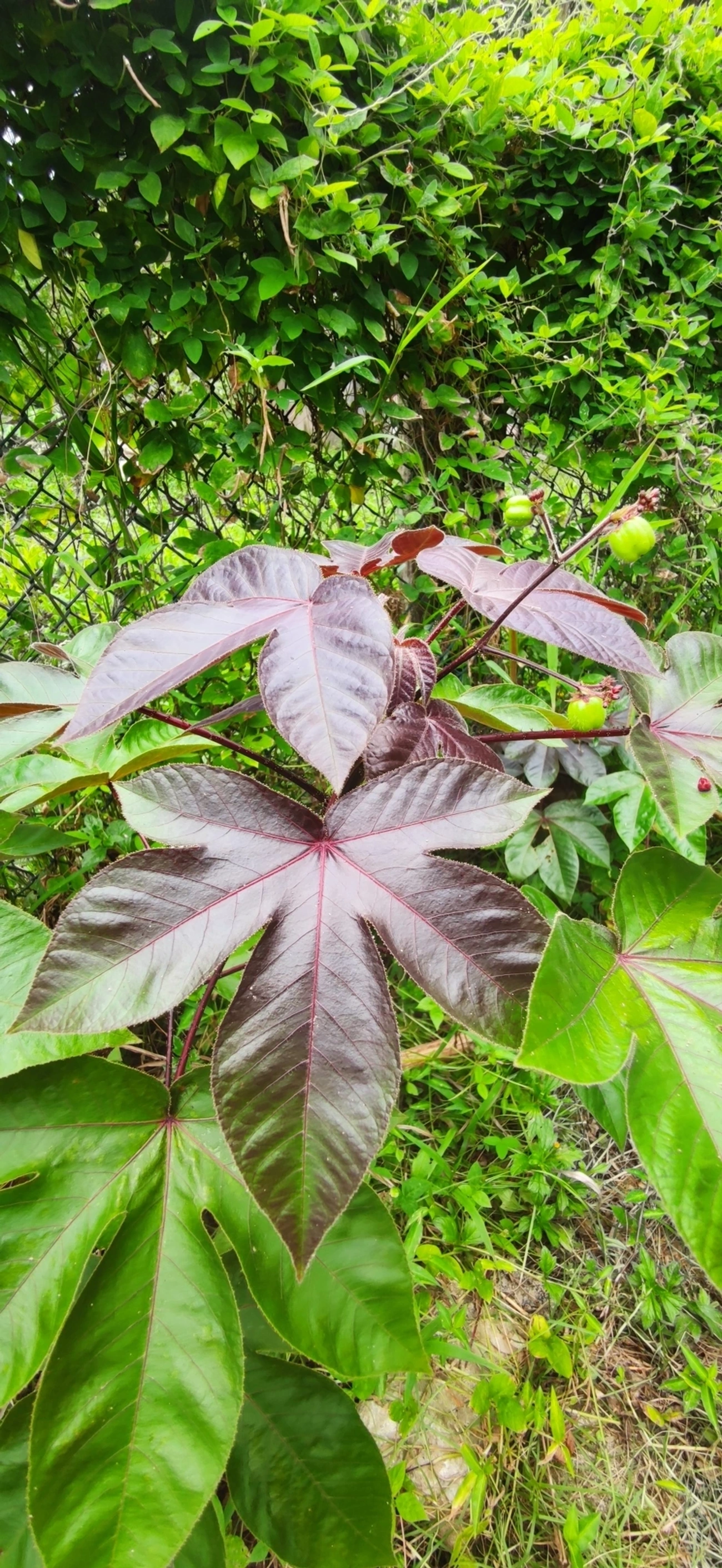 Pinhão-roxo (Jatropha gossypiifolia), plantas, fotografado em Paúba, São Sebastião