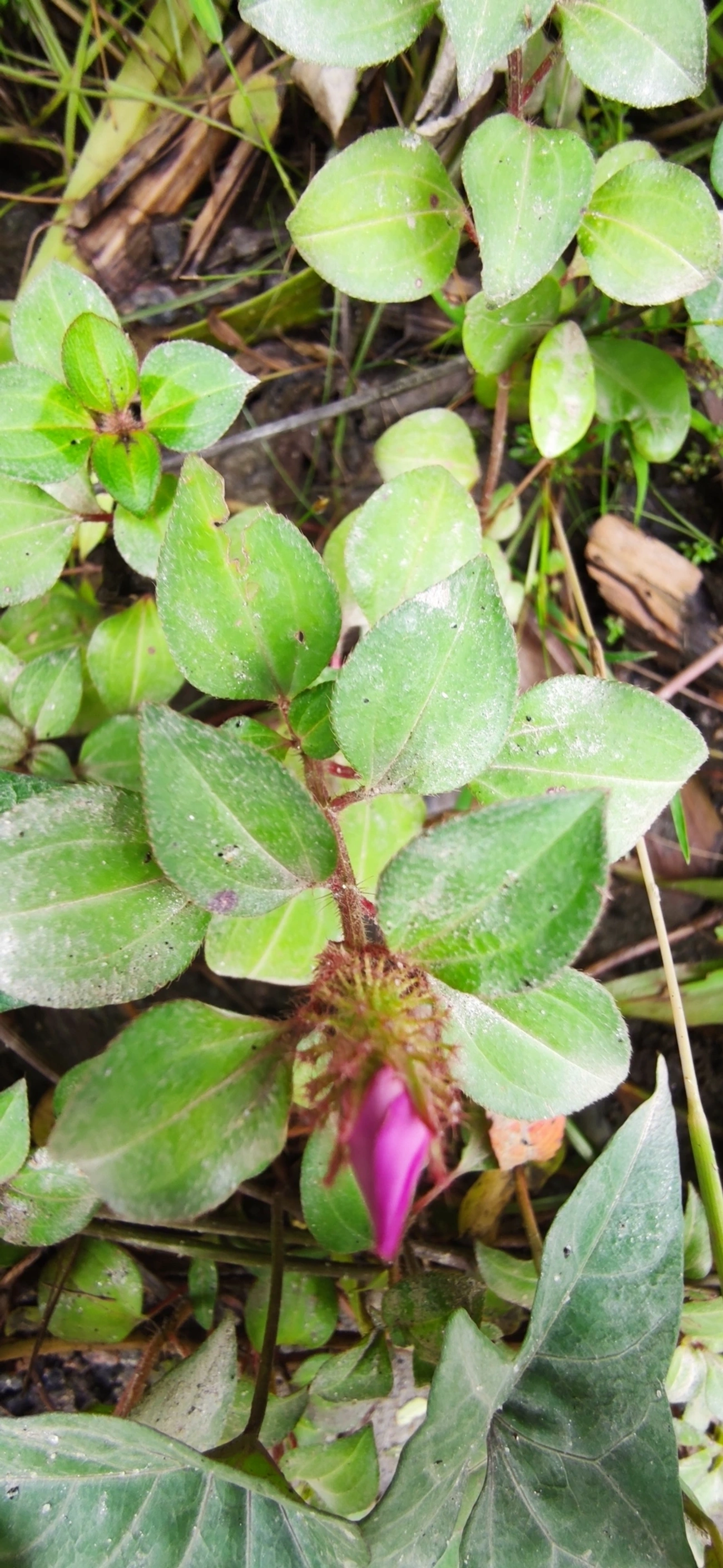 Heterotis rotundifolia, plantas, fotografado em Maresias, São Sebastião