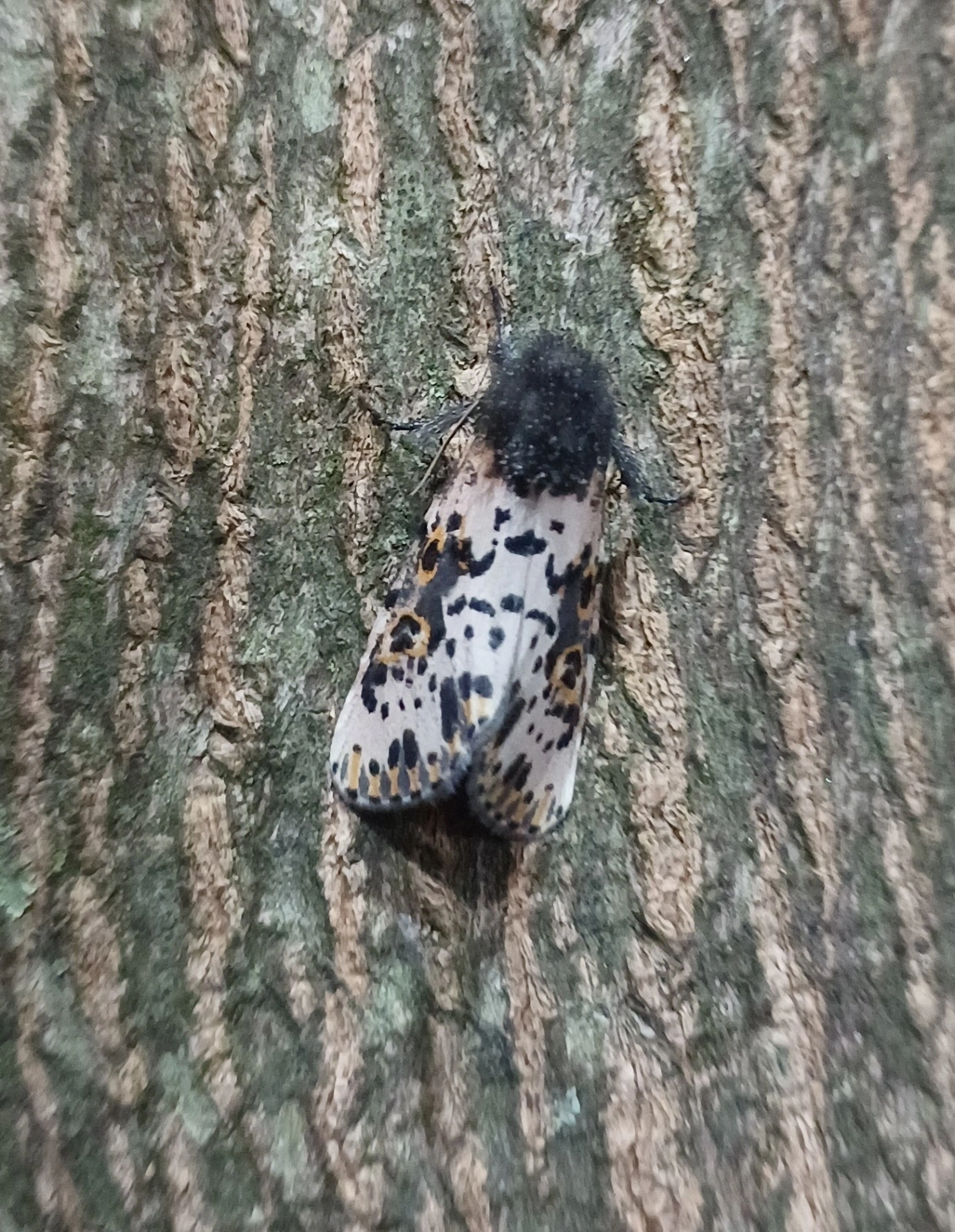 Mariposa-espanhola (Xanthopastis timais), insetos, fotografado em Maresias, São Sebastião