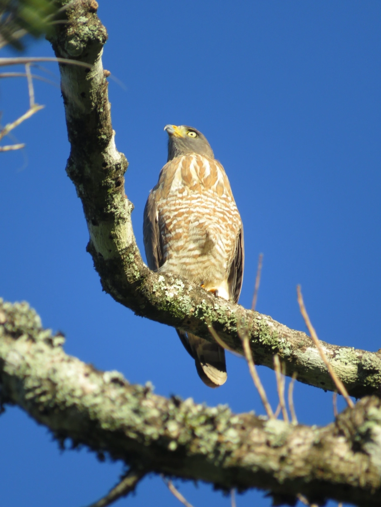 Gavião-carijó (Rupornis magnirostris), aves, fotografado em Maresias, São Sebastião