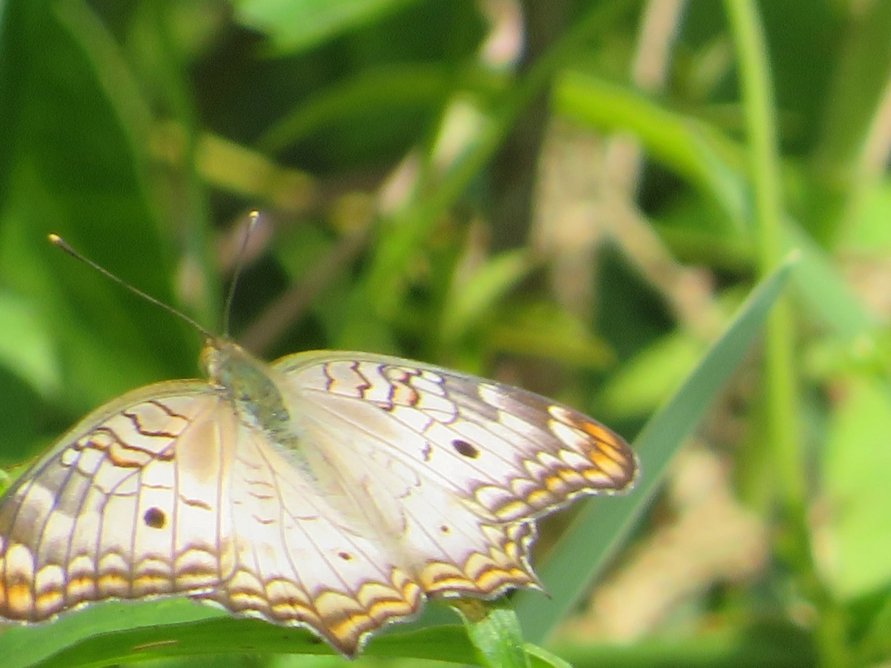 Borboleta-pavão-branco (Anartia jatrophae), insetos, fotografado em Juqueí, São Sebastião