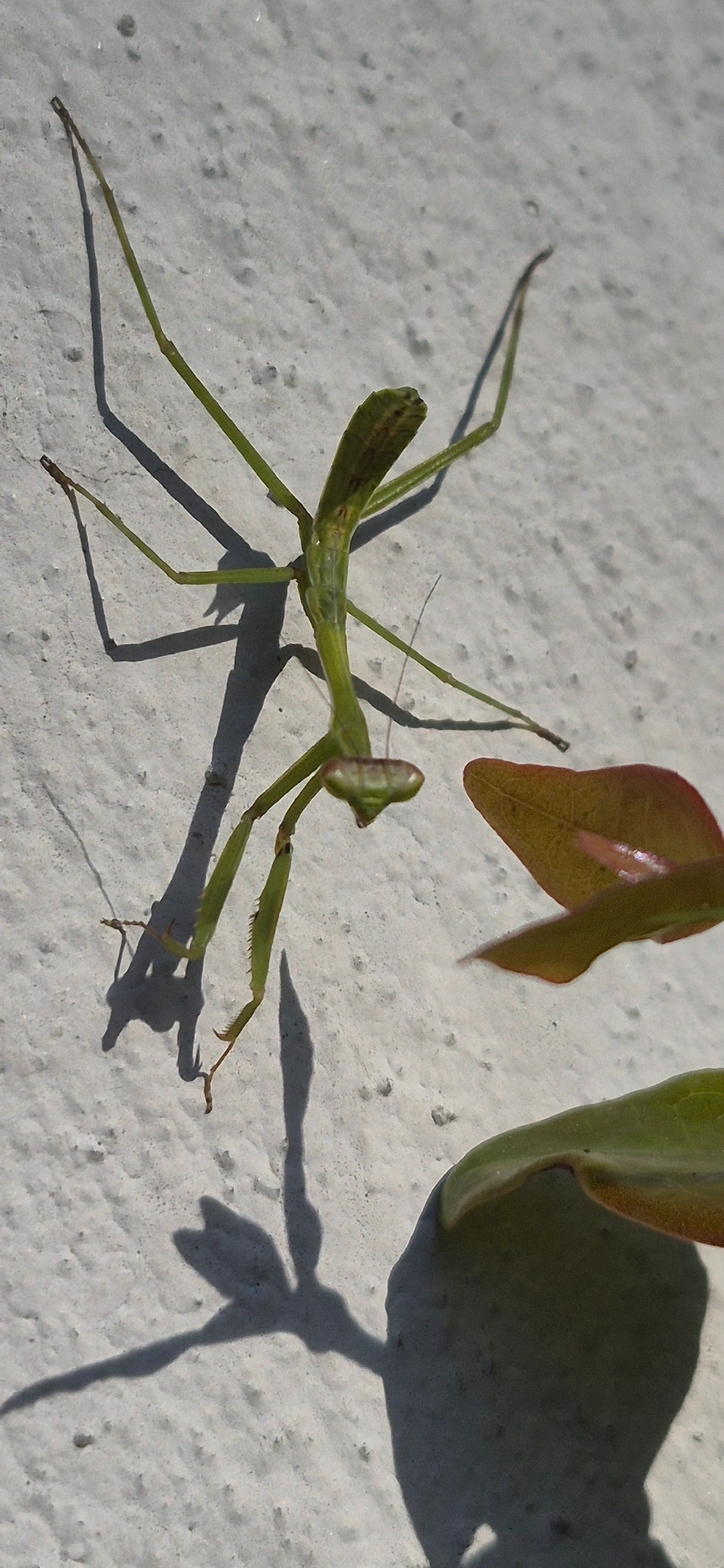 Oxyopsis, insetos, fotografado em Maresias, São Sebastião