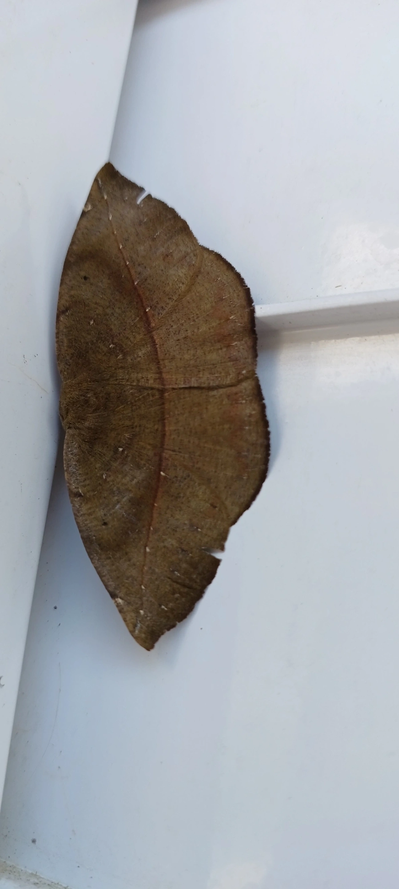 Borboletas e traças (Lepidoptera), insetos, fotografado em Maresias, São Sebastião