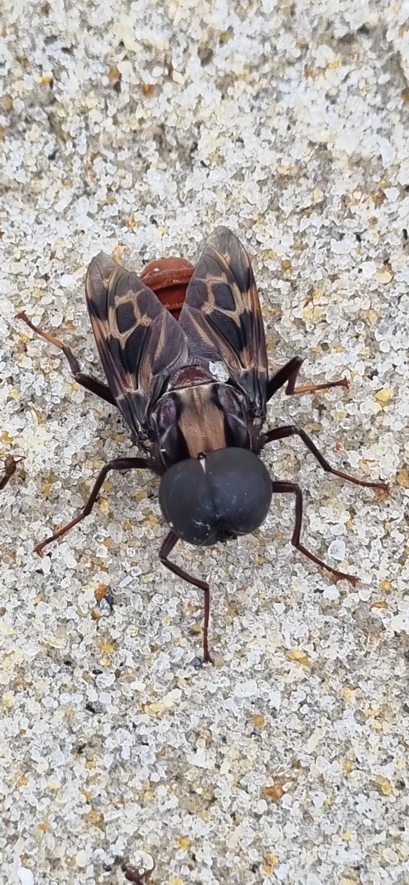 Pantophthalmus, insetos, fotografado em São Sebastião
