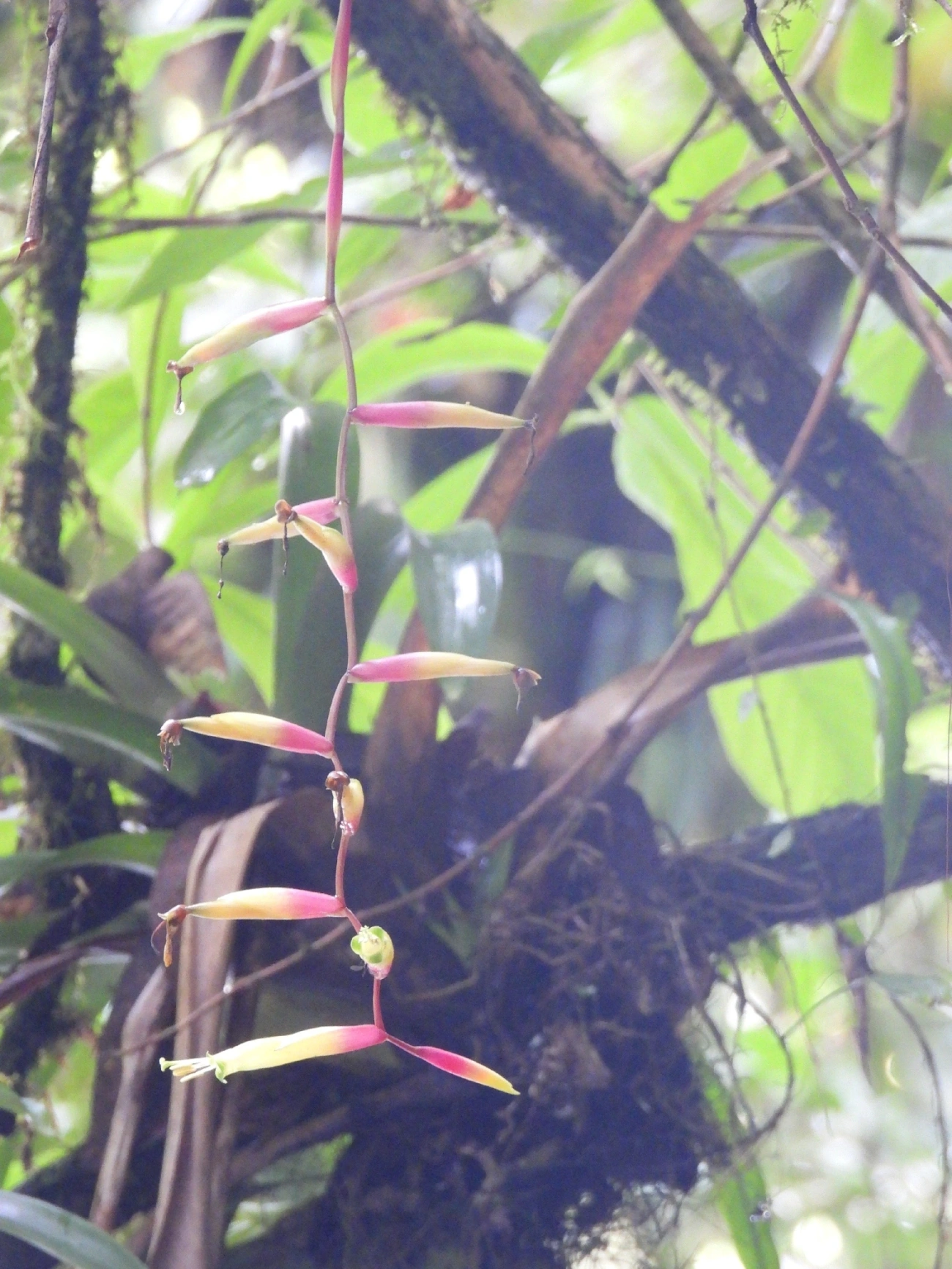 Vriesea simplex, plantas, fotografado em Boiçucanga, São Sebastião