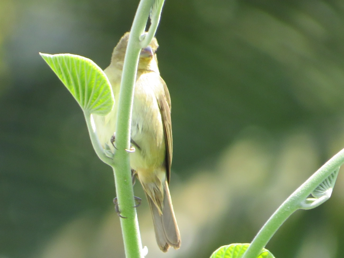 Caboclinhos e Papa-capins (Sporophila), aves, fotografado em Maresias, São Sebastião