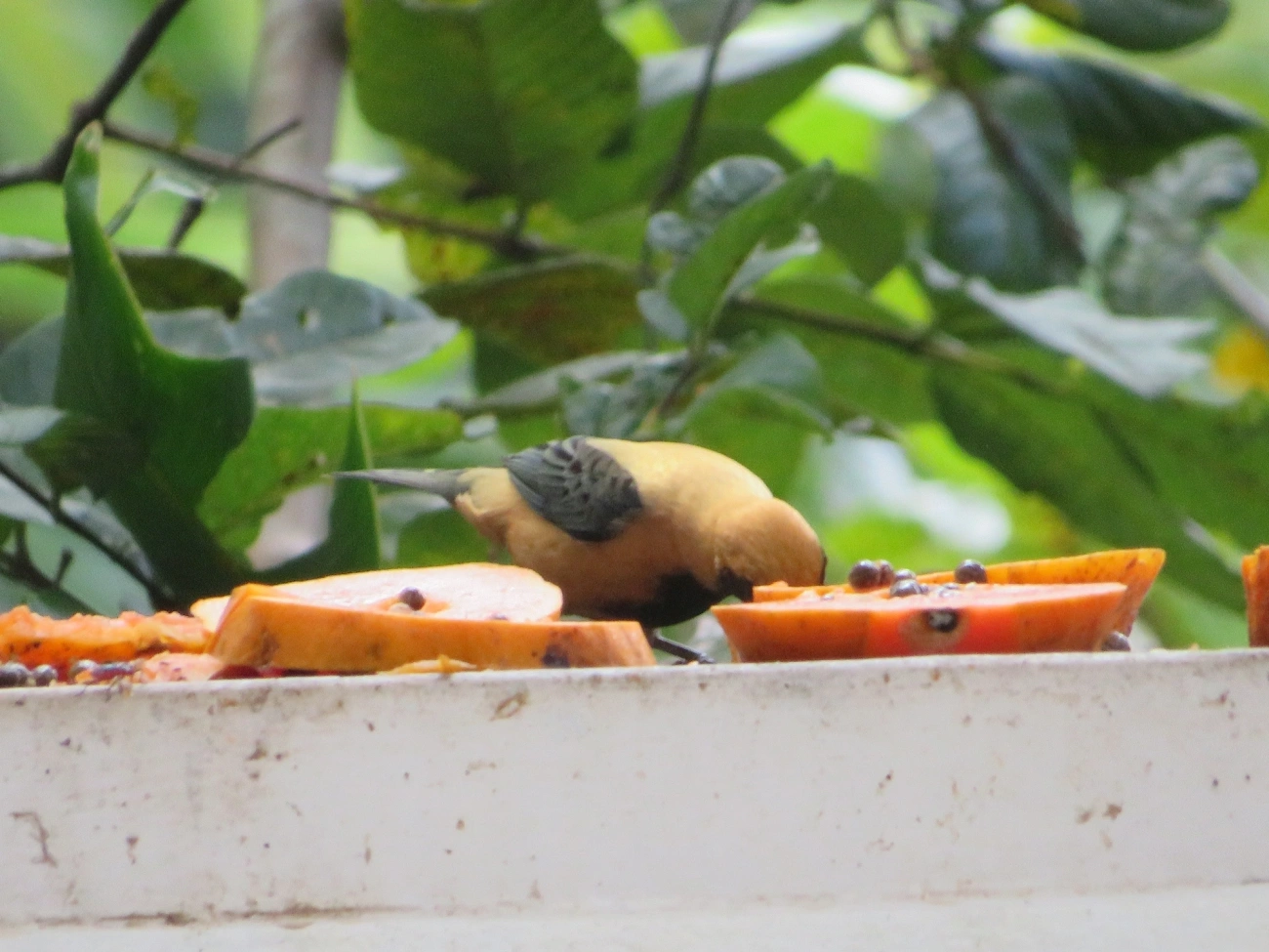 Saíra-amarela (Stilpnia cayana), aves, fotografado em Maresias, São Sebastião