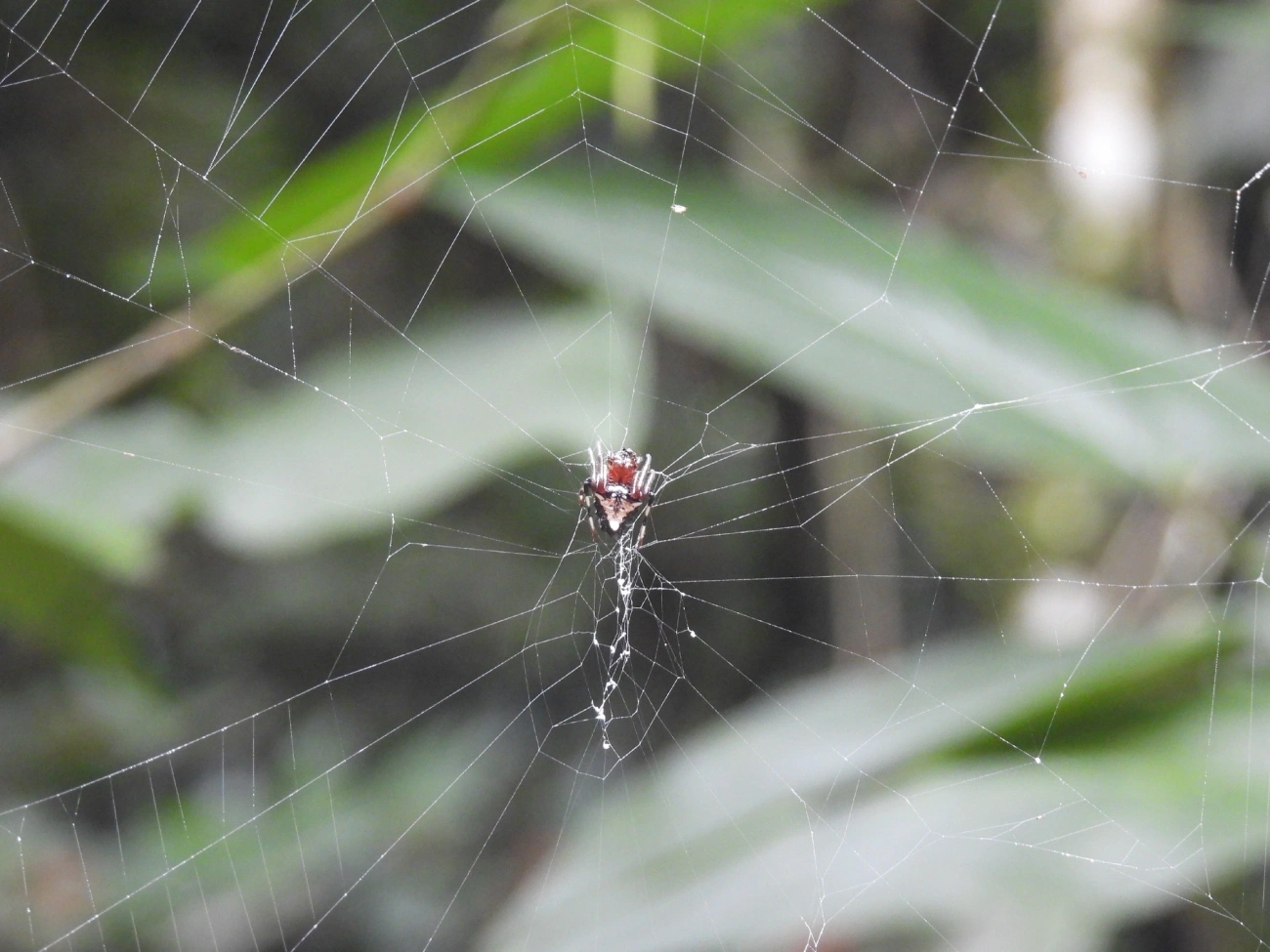 Verrucosa meridionalis, aracnídeos, fotografado em Boiçucanga, São Sebastião